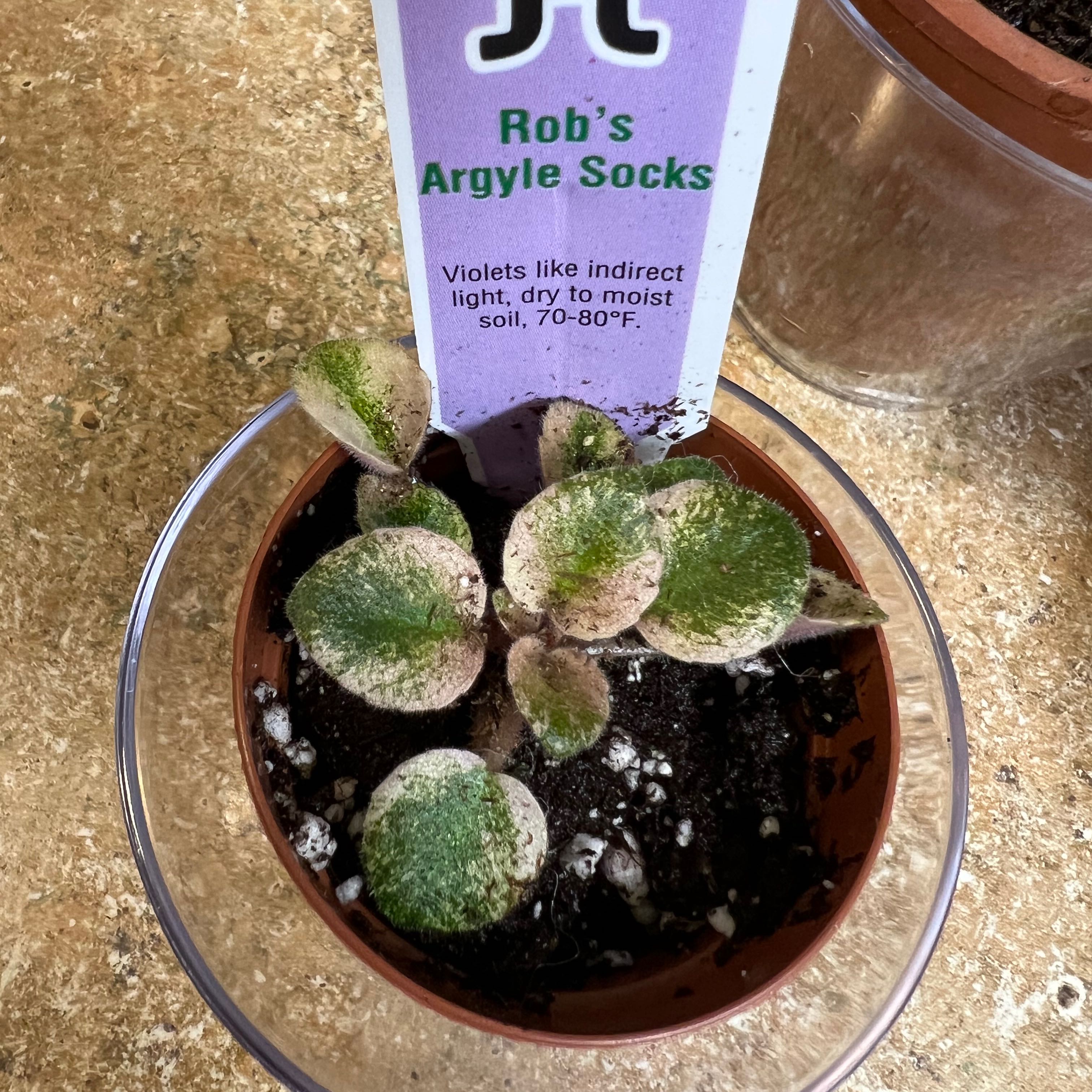 Photo of the plant species Variegated African Violet by @Itsmenay named Rob on Greg, the plant care app