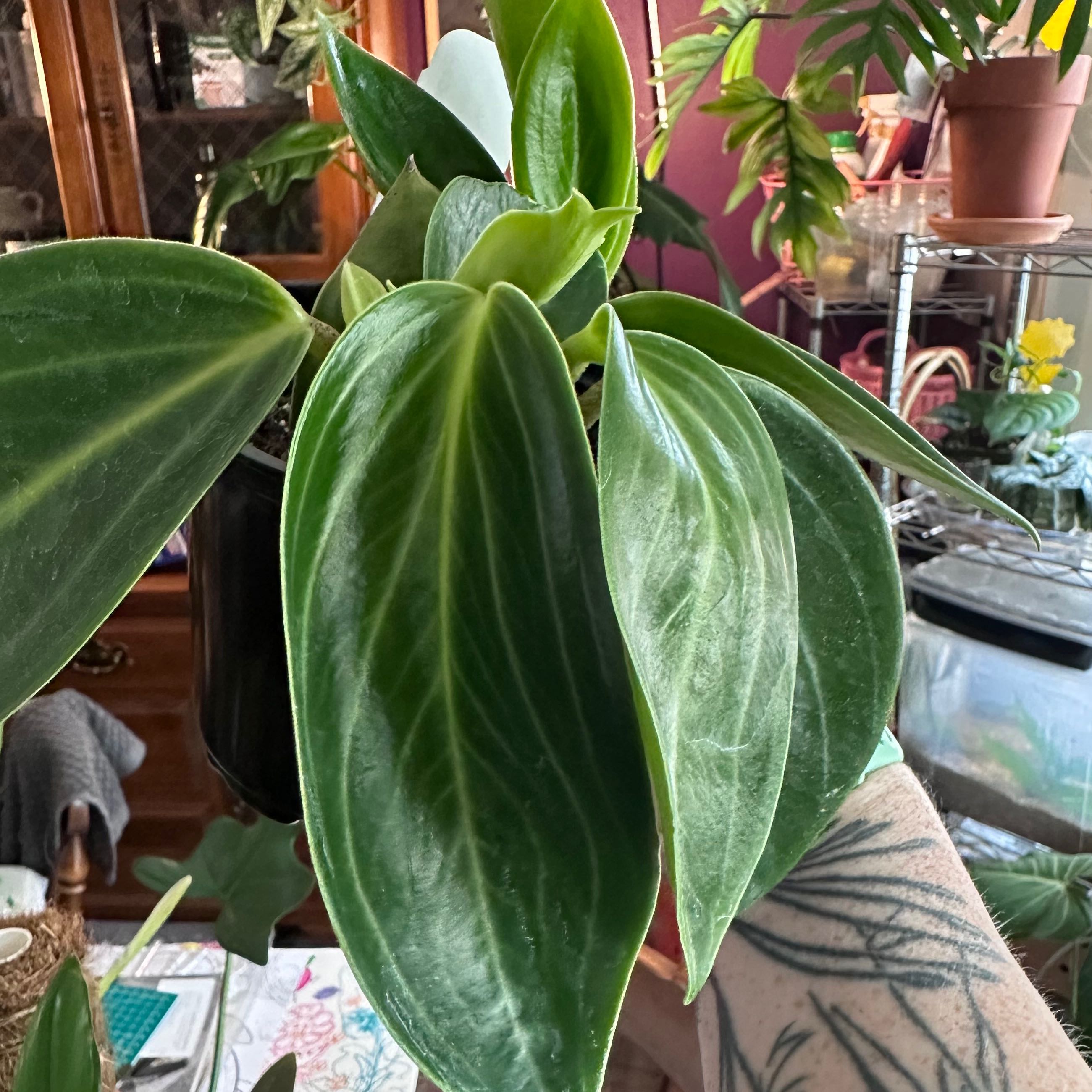 Photo of the plant species Peperomia elongata by @FruitfulCowbane named Nithin on Greg, the plant care app