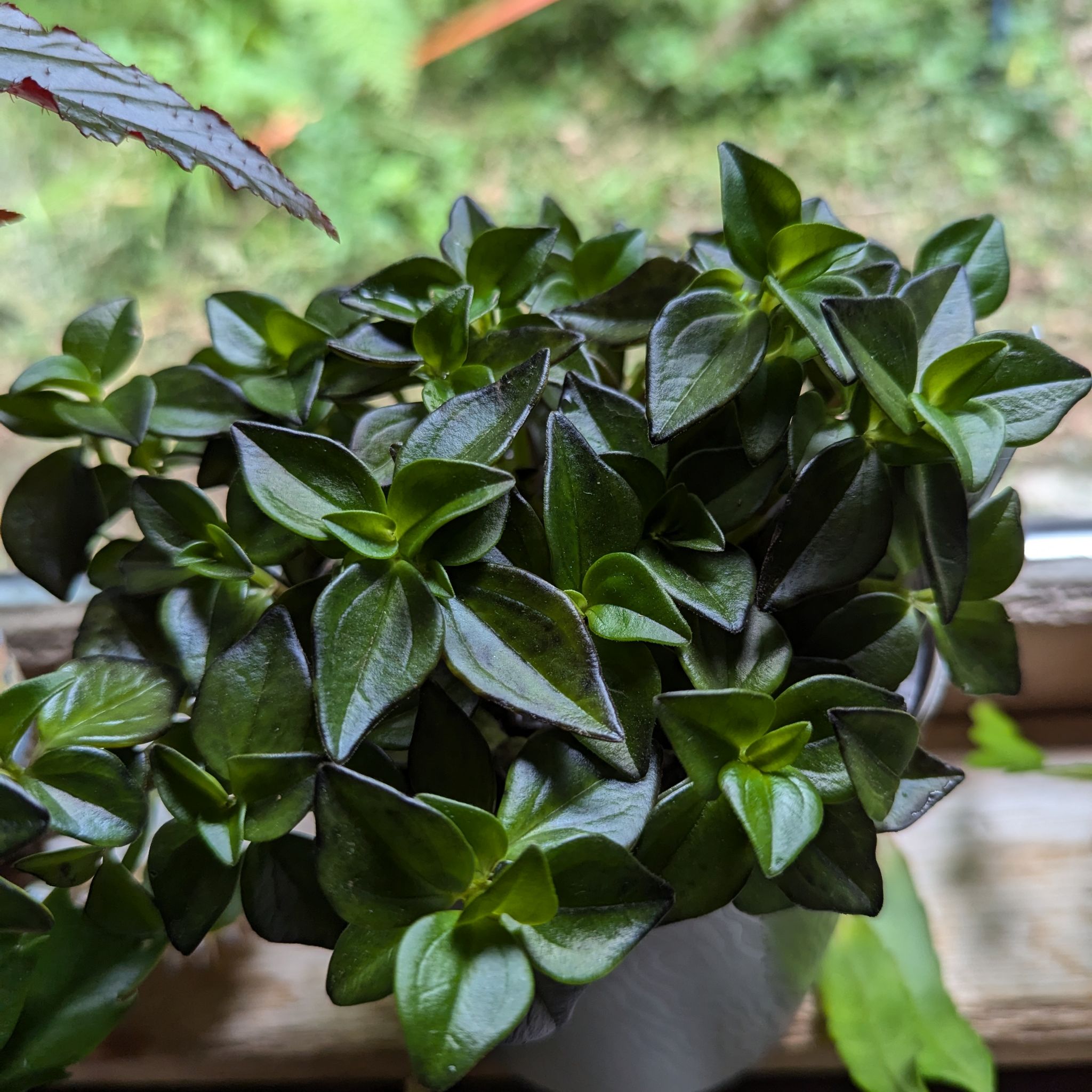 Photo of the plant species Black Goldfish Plant by @UberTearose named Huck on Greg, the plant care app