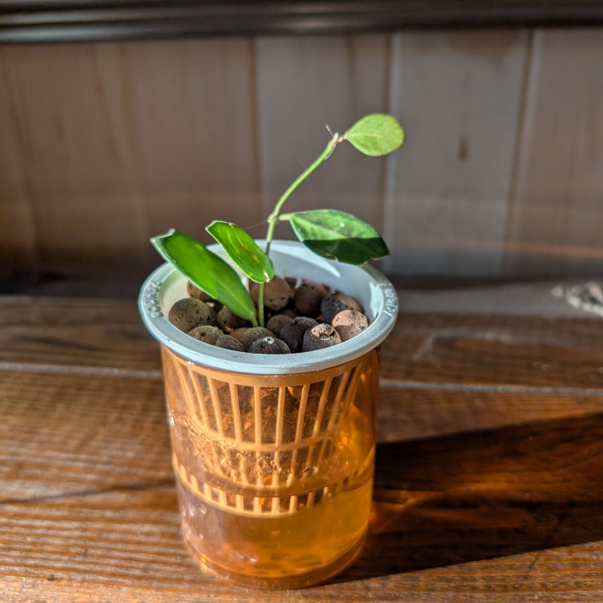 Photo of the plant species Royal Splash Hoya Lacunosa by @UberTearose named Sadie on Greg, the plant care app