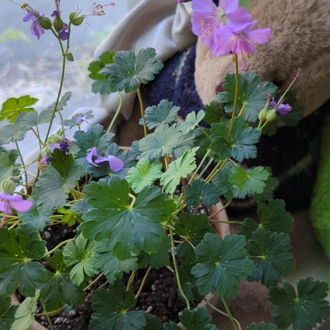 Photo of the plant species Cranesbill by @UberTearose named Austen on Greg, the plant care app