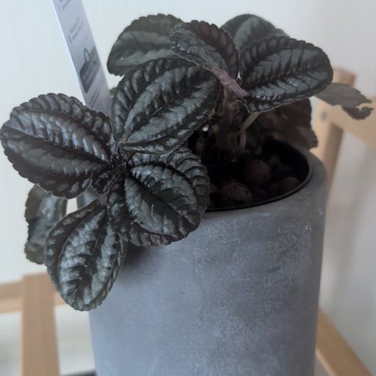 Photo of the plant species Pilea by @UberTearose named Emerson on Greg, the plant care app