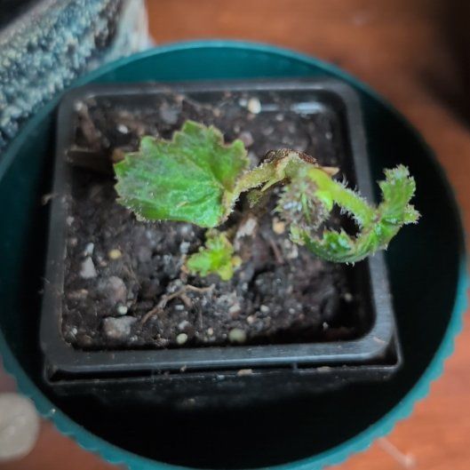 Photo of the plant species Fuzzy Begonia by @turnsole named Tennille on Greg, the plant care app