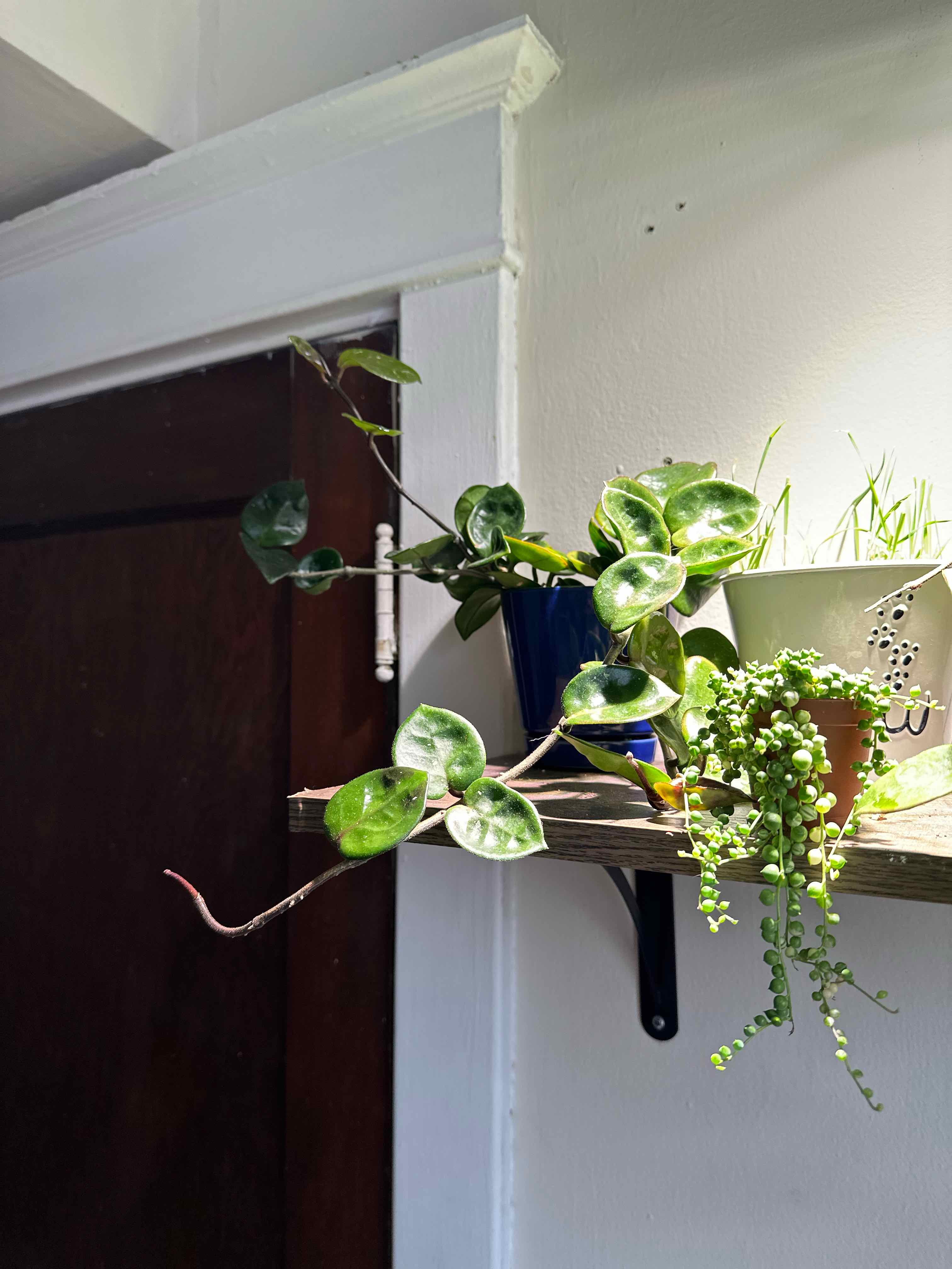 Chelsea Hoya plant on a shelf, healthy green leaves, no visible disease.