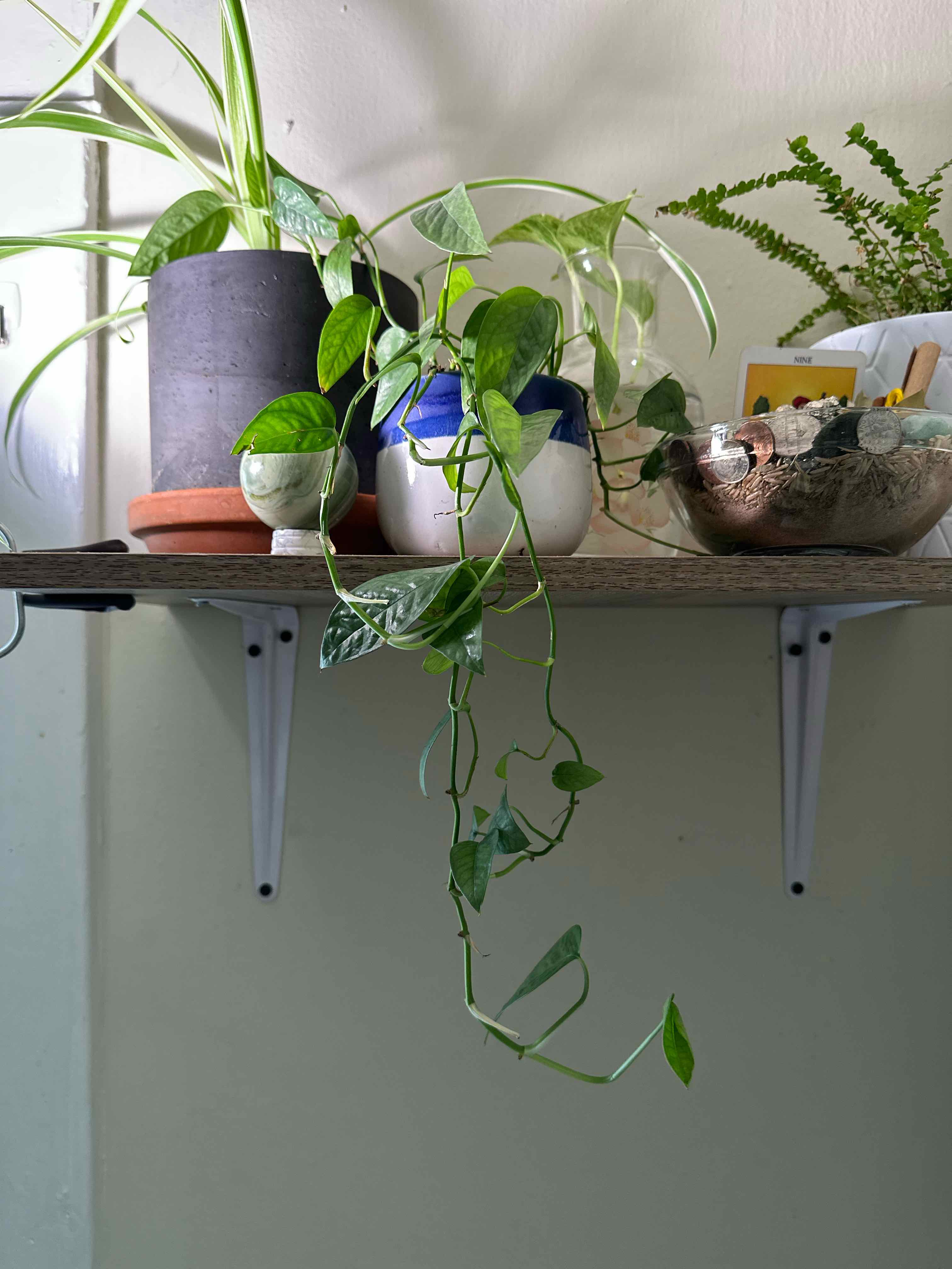 Cebu Blue Pothos plant on a shelf with vibrant green leaves, surrounded by other plants.