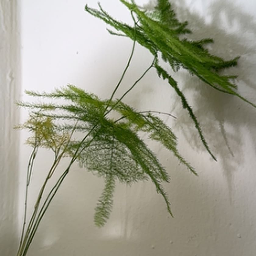 Closeup of healthy, lush asparagus fern foliage. Delicate green fronds fill the frame against a soft background.