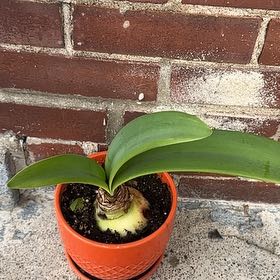 Photo of the plant species Amaryllis by @Oriontree named Dolores on Greg, the plant care app