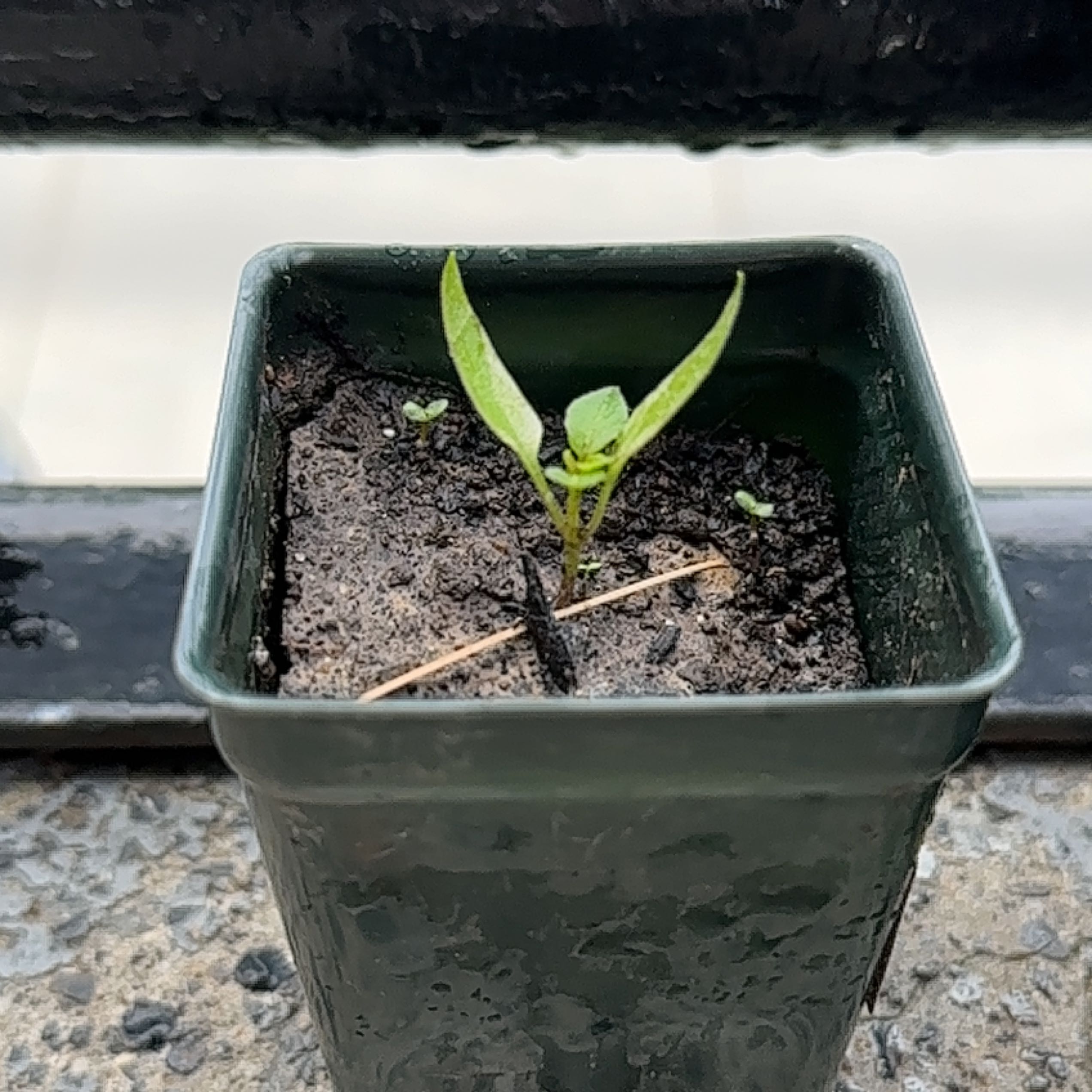 Young pepper plant in a small plastic pot with moist soil.