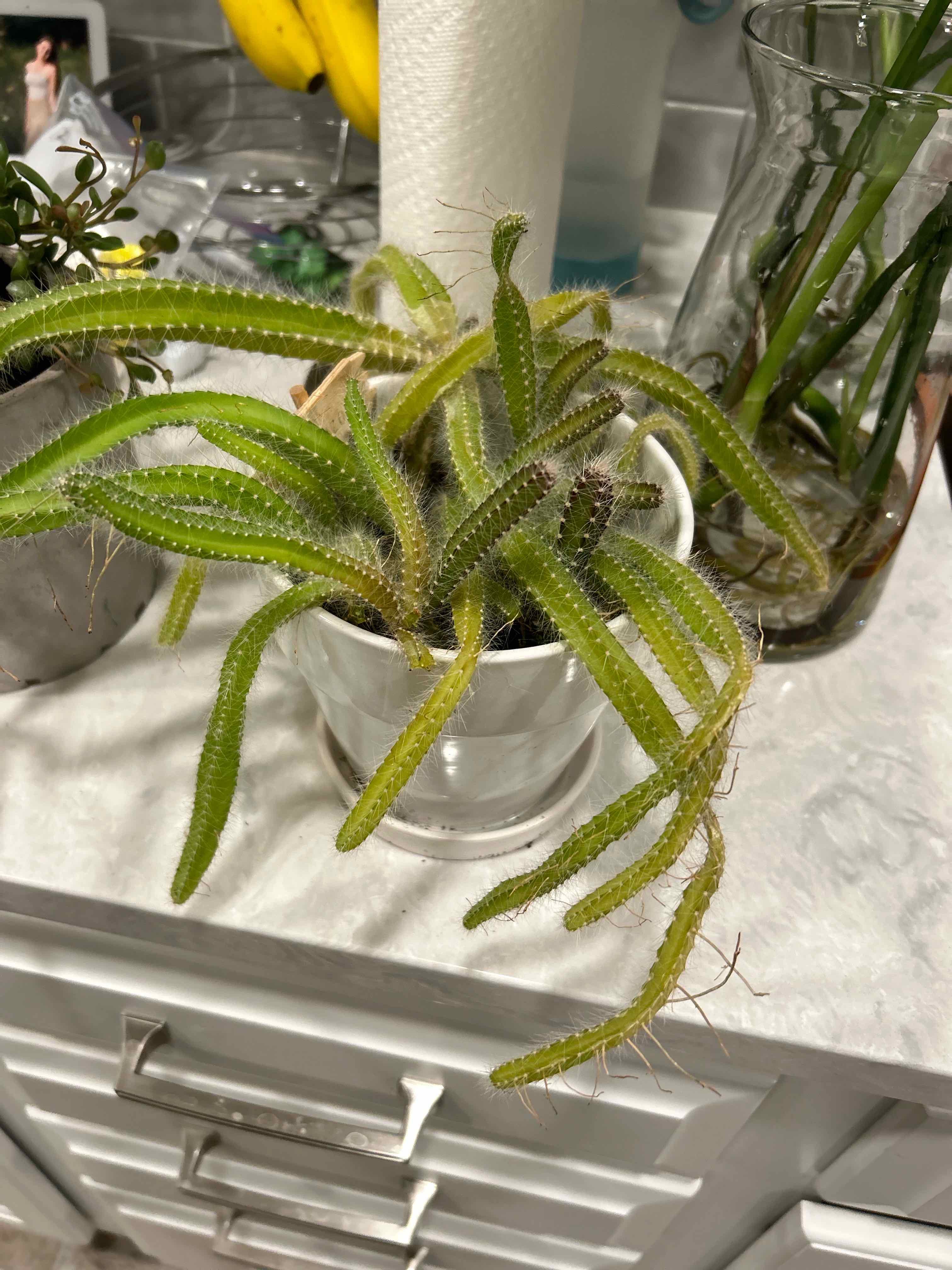 Dog Tail Cactus in a white pot on a countertop, appears healthy with green stems.