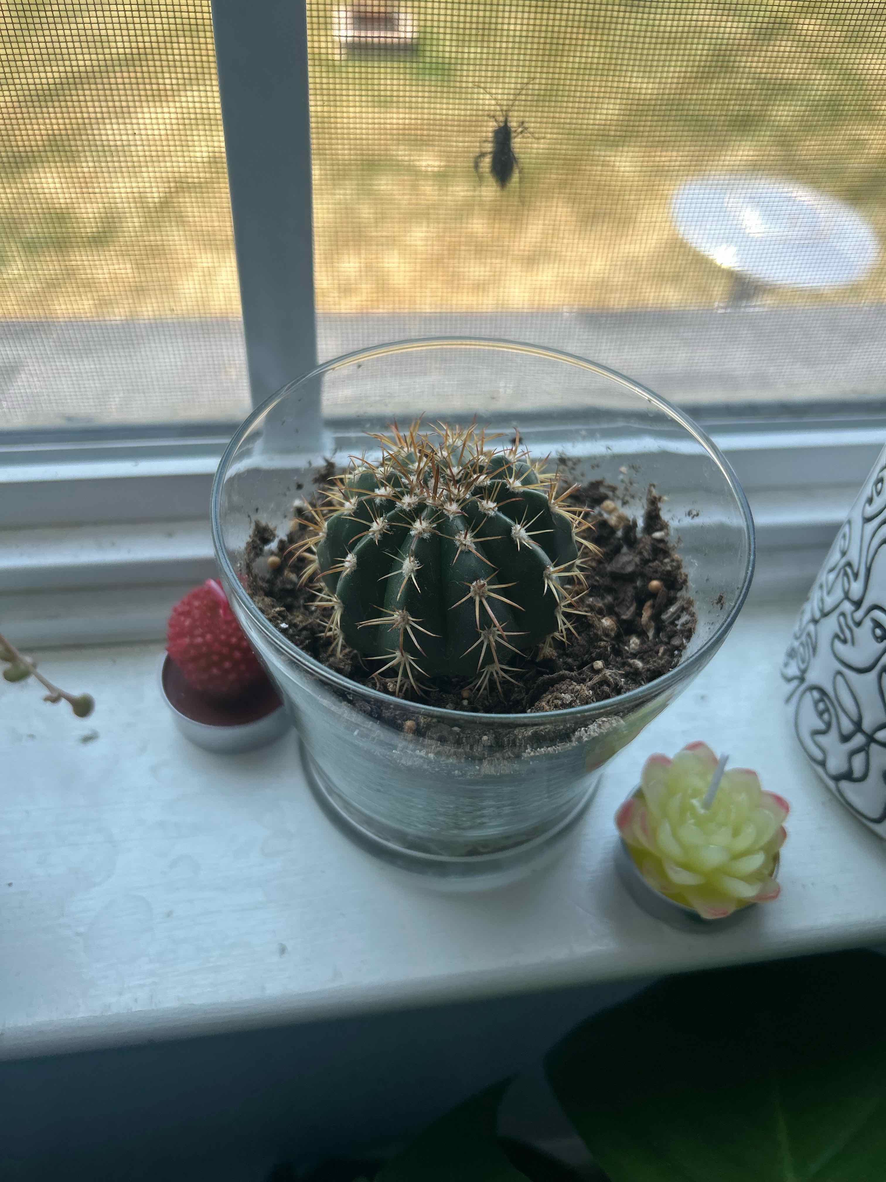 Healthy Simpson Hedgehog Cactus in a glass bowl on a sunny windowsill, with visible dry soil and decorative strawberry.