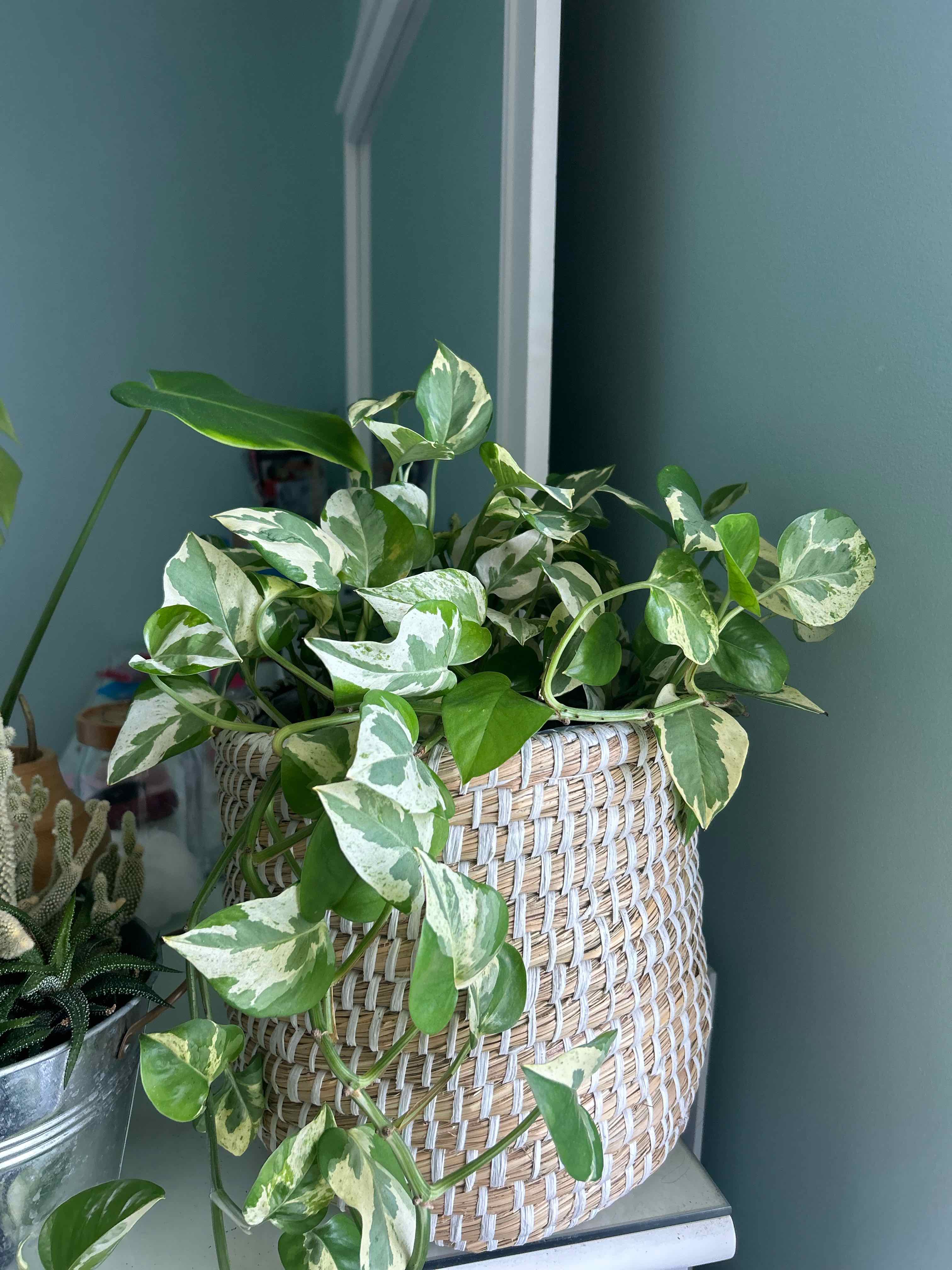 Pearls and Jade Pothos plant photo by @iamchlo3 named Leonardo on Greg, the plant care app.
