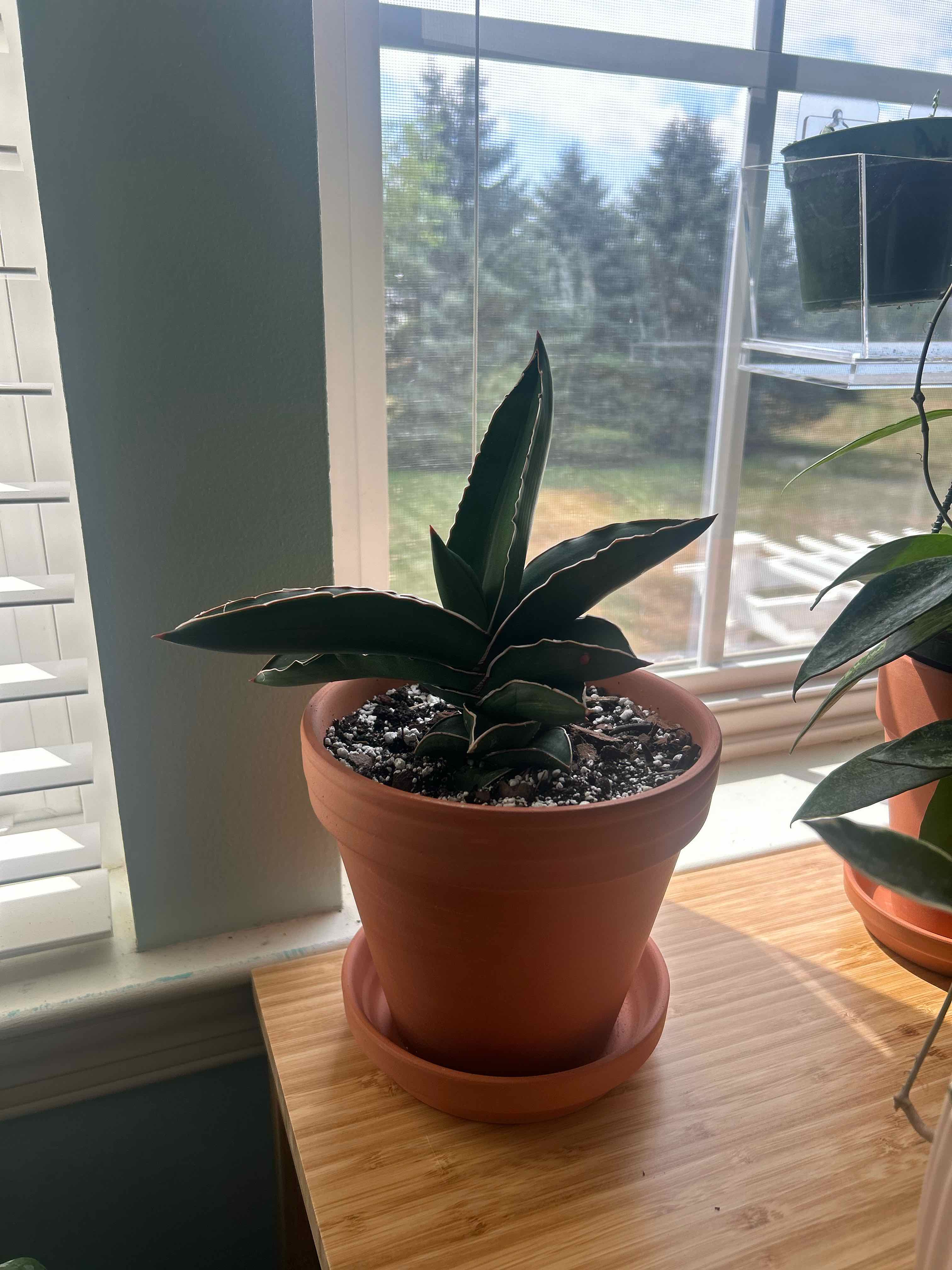 Photo of the plant species Blue Sansevieria by @iamchlo3 named Ollie on Greg, the plant care app