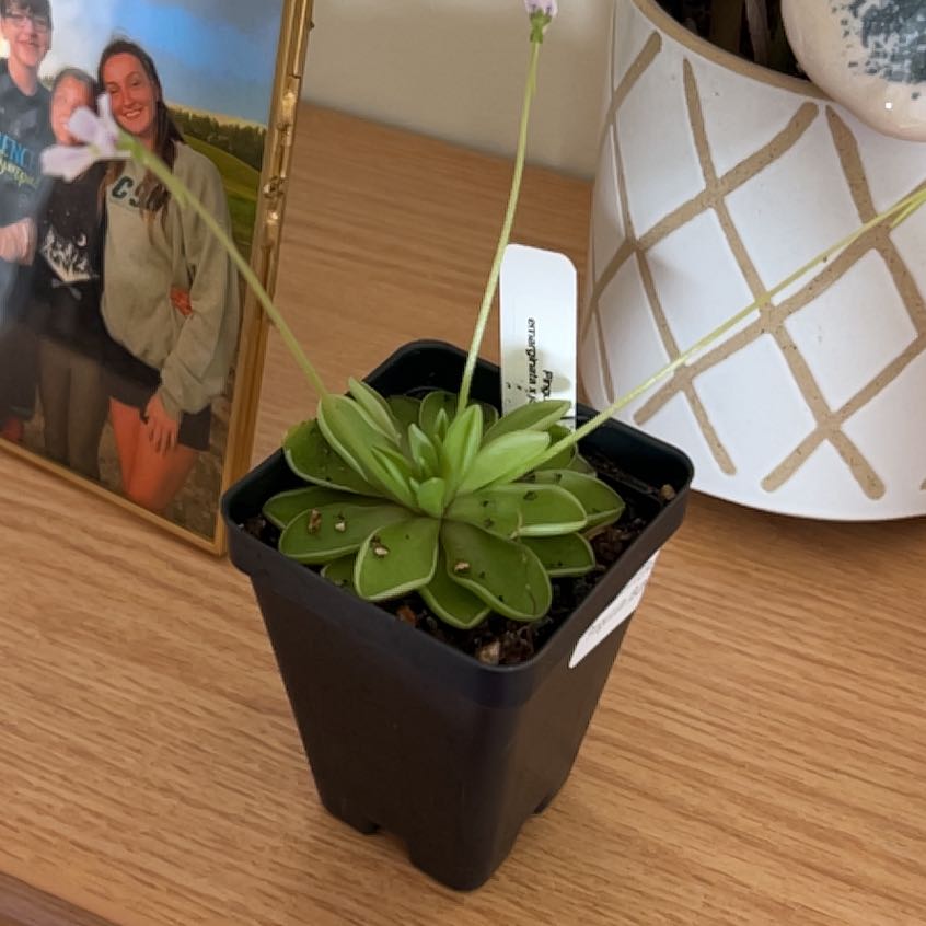 Photo of the plant species Pinguicula emarginata by @iamchlo3 named Sonora on Greg, the plant care app
