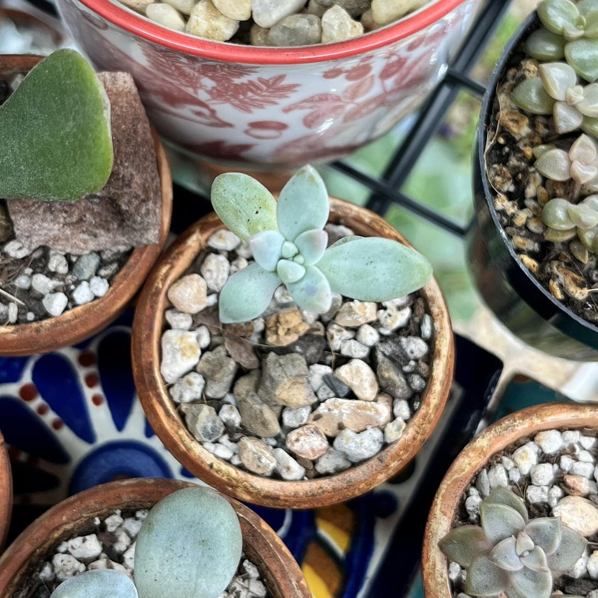 Graptosedum 'Francesco Baldi' succulent in a terracotta pot with rocky soil, surrounded by other plants.