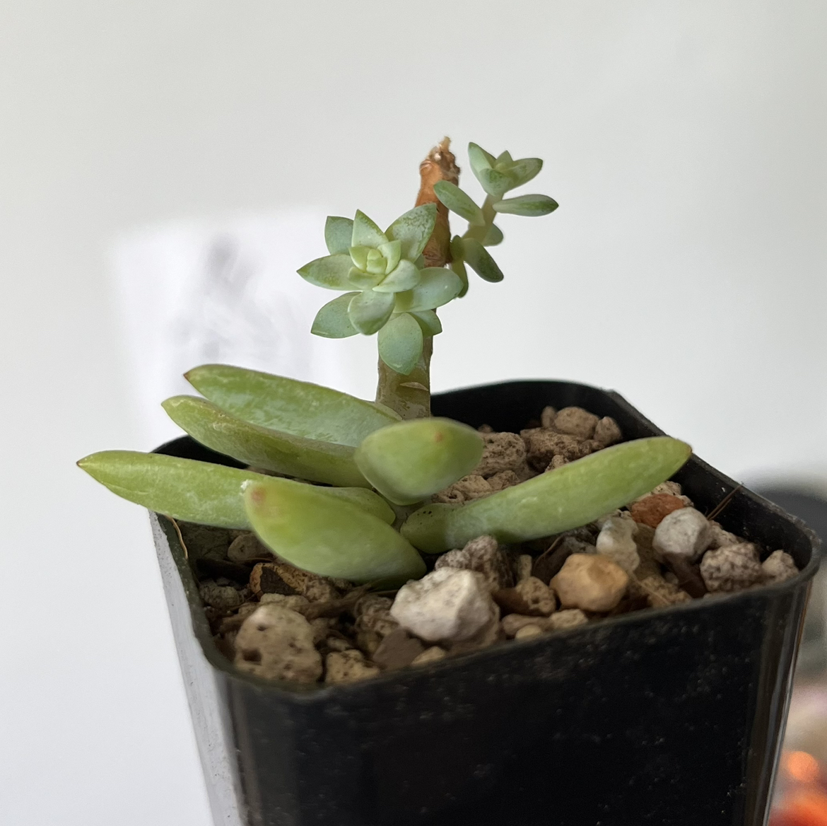 Sedeveria 'Harry Butterfield' succulent in a black pot with visible soil.