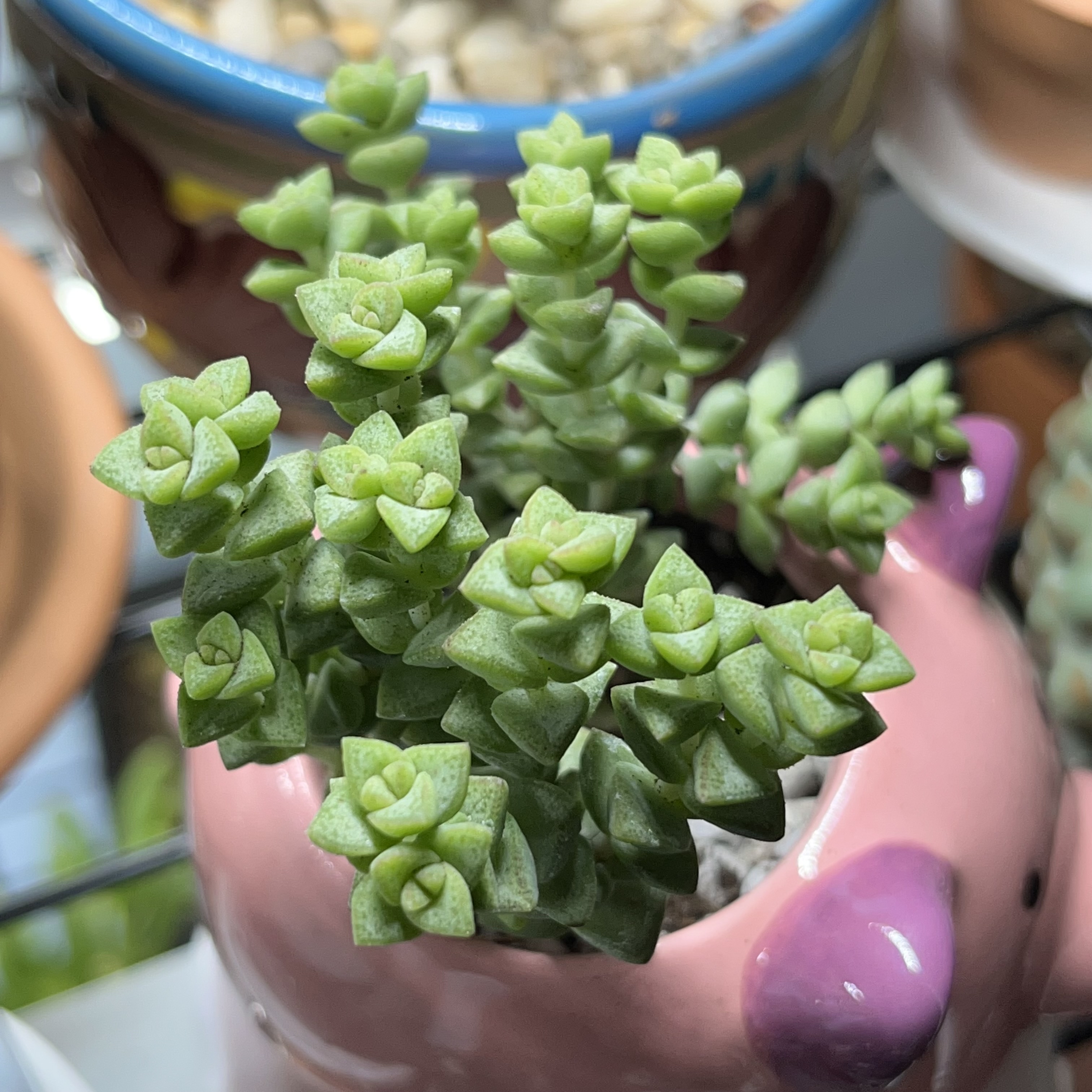 Healthy Tom Thumb succulent in a decorative pot with green, fleshy leaves.