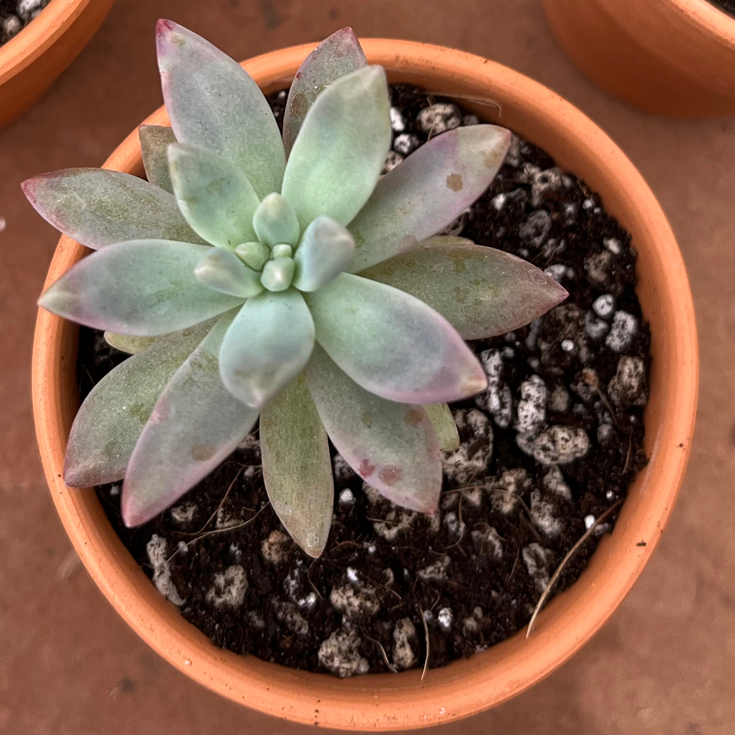 Graptosedum 'Francesco Baldi' succulent in a terracotta pot with visible soil.