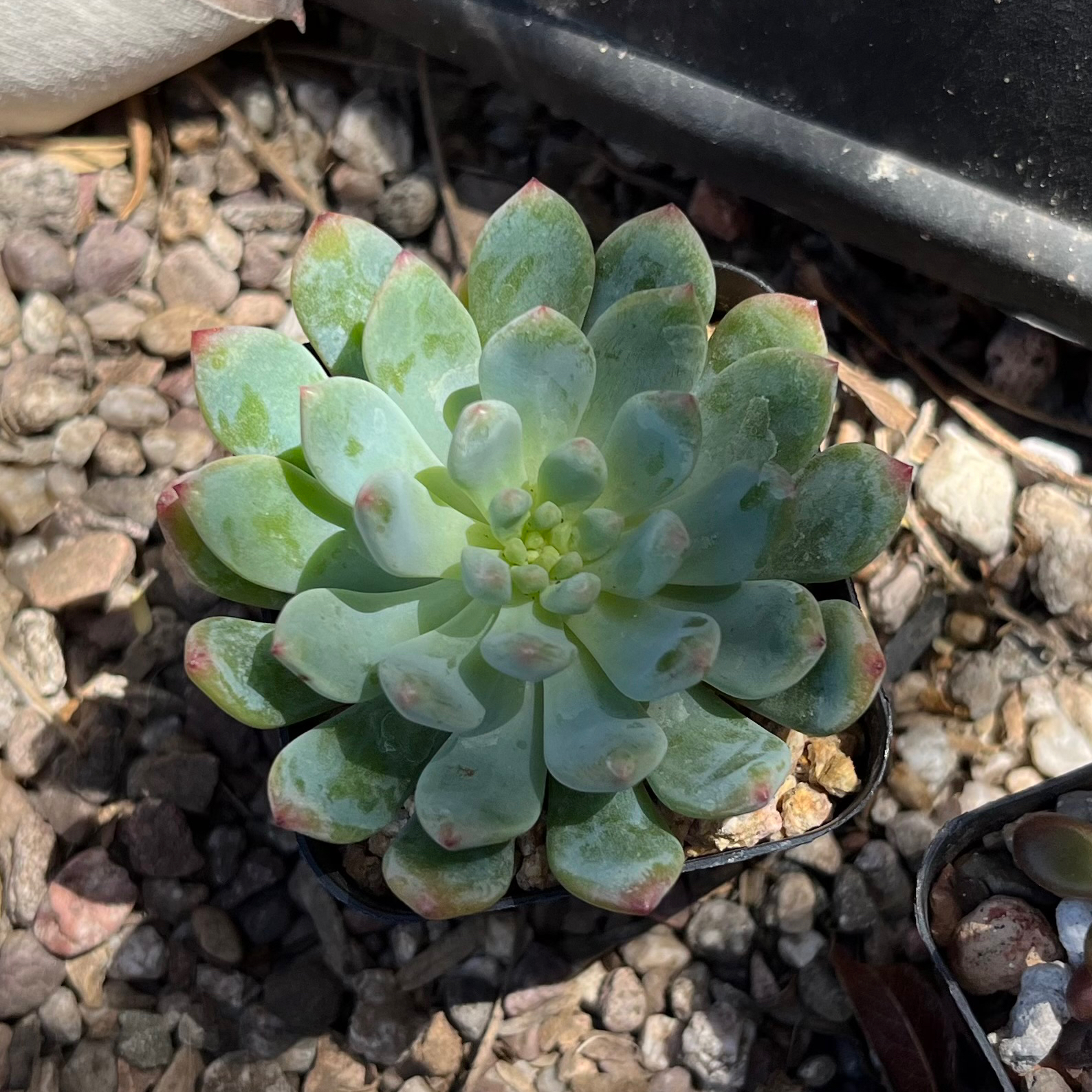 Sedeveria 'Blue Elf' succulent with rosette-shaped leaves, minor tip discoloration, well-centered and in focus.