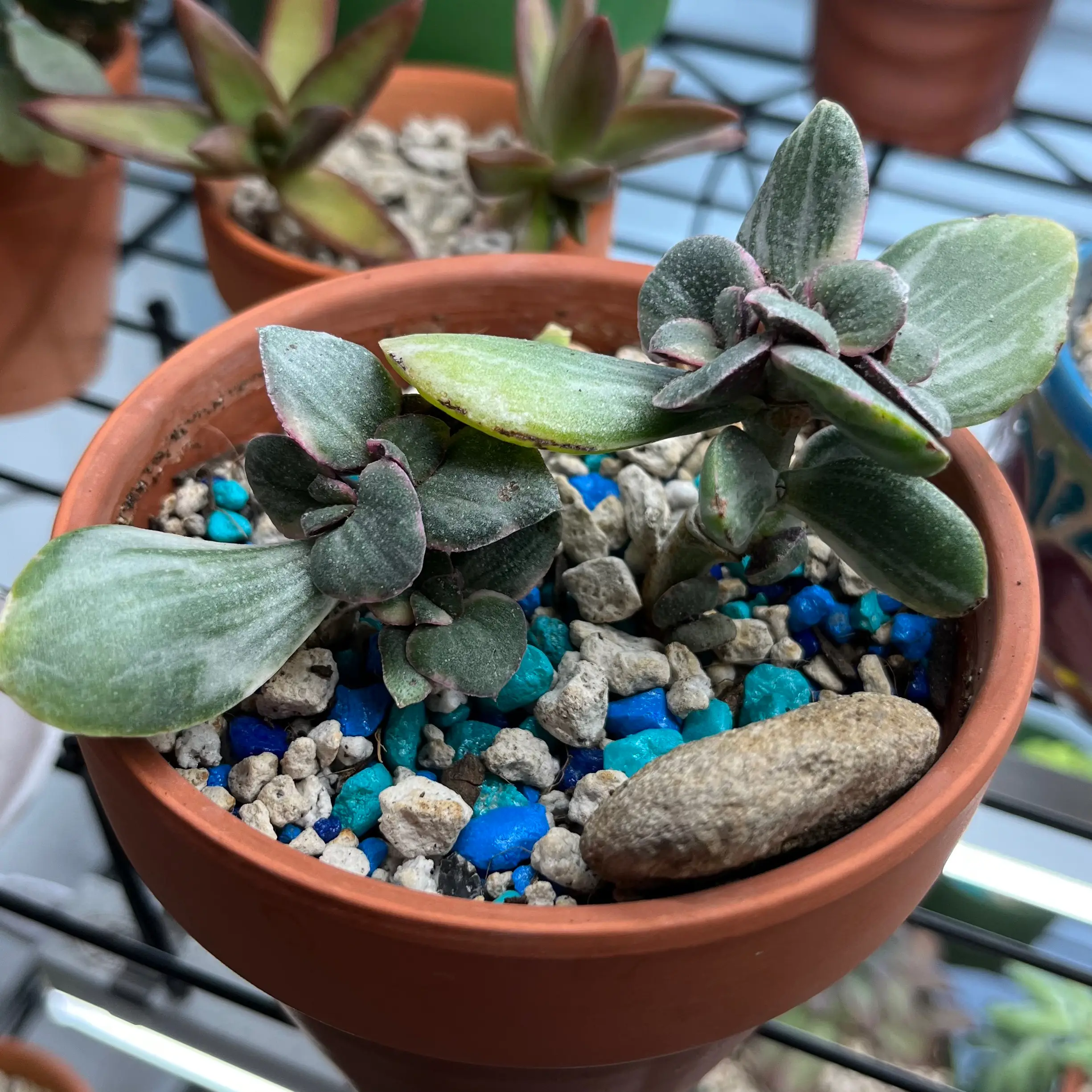 Variegated jade plant in a terracotta pot with decorative stones.