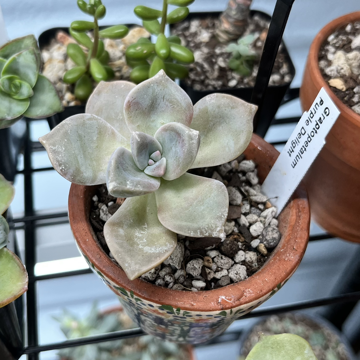Graptopetalum 'Purple Delight' plant in a small pot with visible soil, well-framed and in focus.