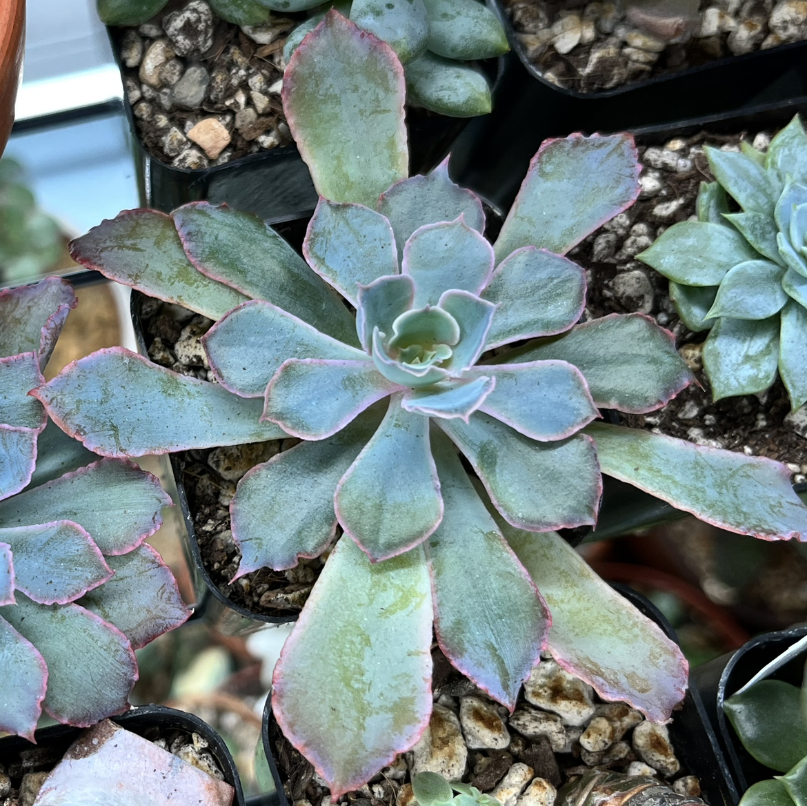 Echeveria 'Blue Heron' succulent with bluish leaves and pink edges in a rosette shape.
