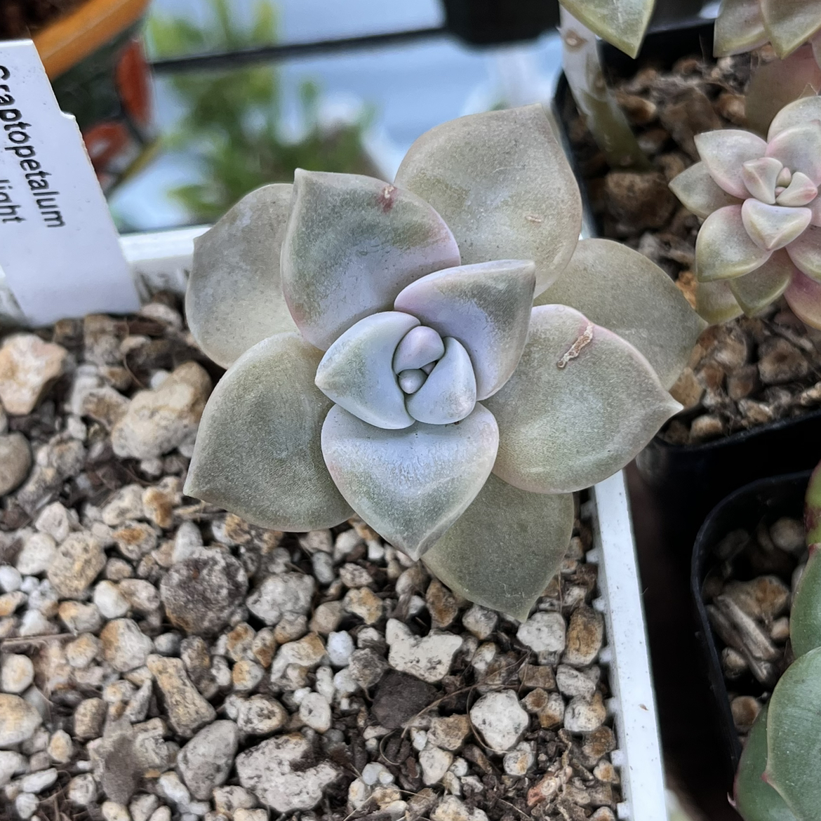 Graptopetalum 'Purple Delight' succulent with slight browning at leaf tips in rocky soil.