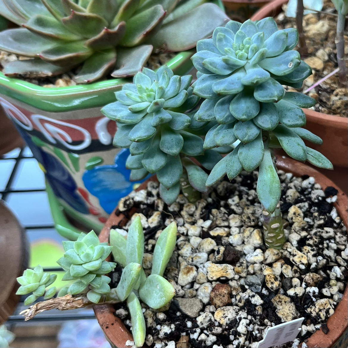 Sedeveria 'Blue Elf' plant in a small pot with visible soil, well-framed and in focus.