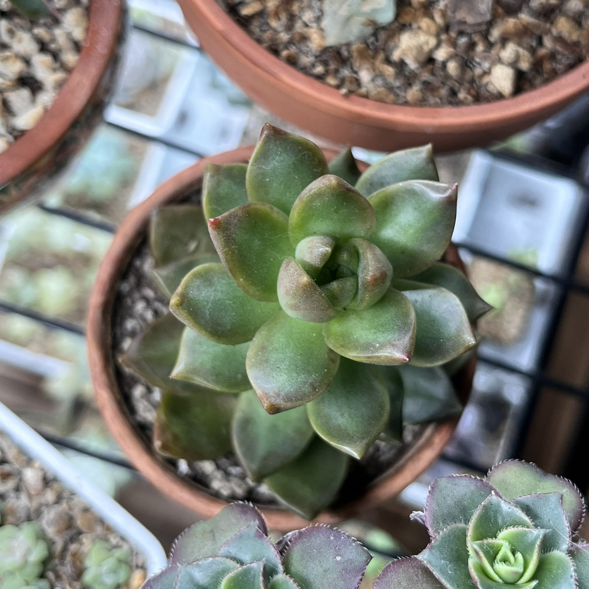 Graptosedum 'Copper Glow' succulent in a small pot, healthy and well-framed.
