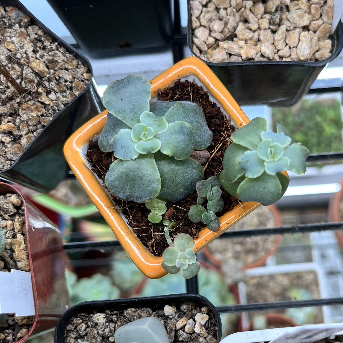Mexican Hens succulent in an orange pot with visible soil and surrounding plants.