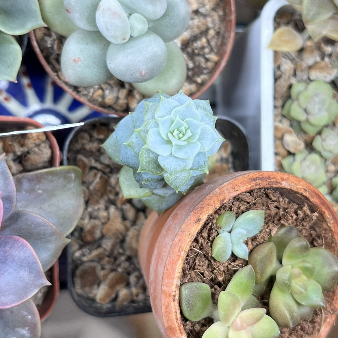 Image of Echeveria 'Fleur Blanc' succulent with other plants in the background.