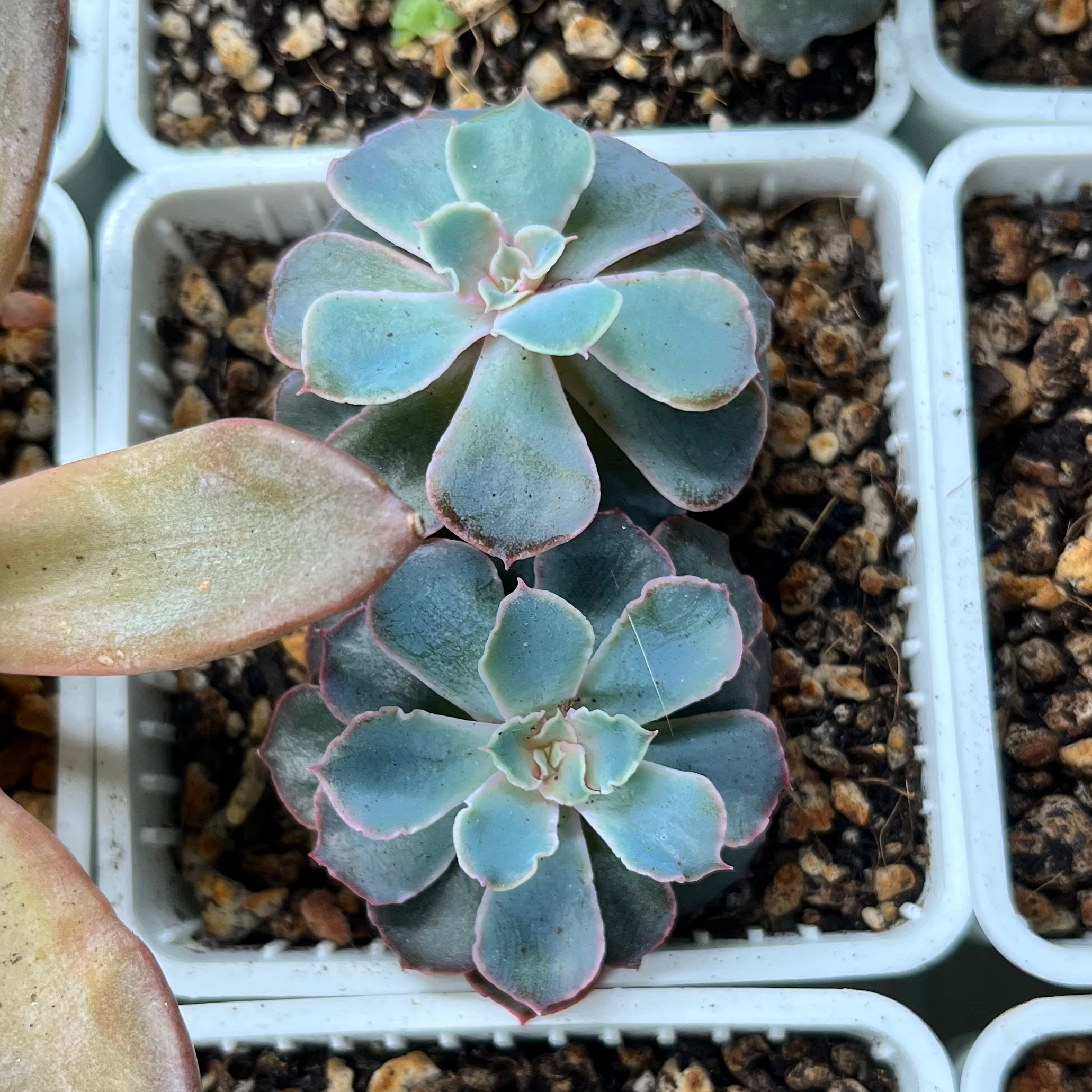 Two healthy Echeveria 'Neon Breakers' plants in small pots with visible soil.