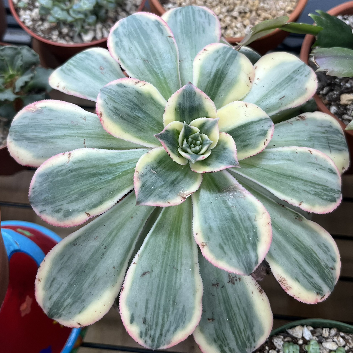 Aeonium 'Sunburst' succulent with variegated leaves, green with yellow stripes and pink edges.