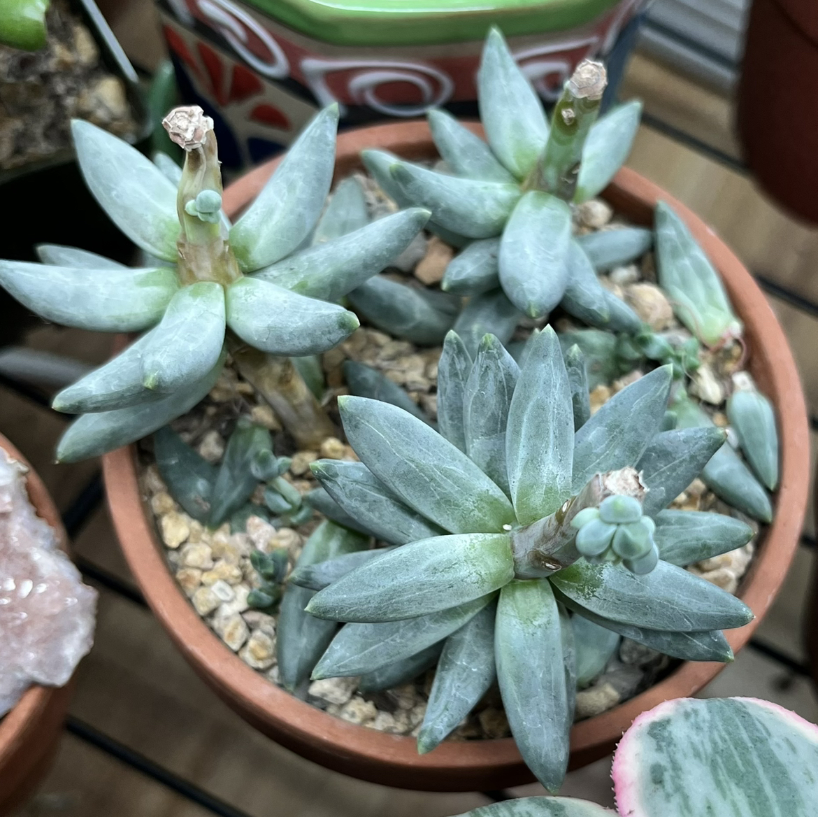 Pachyveria Little Jewel plant in a pot with visible soil, healthy leaves, and no signs of disease.