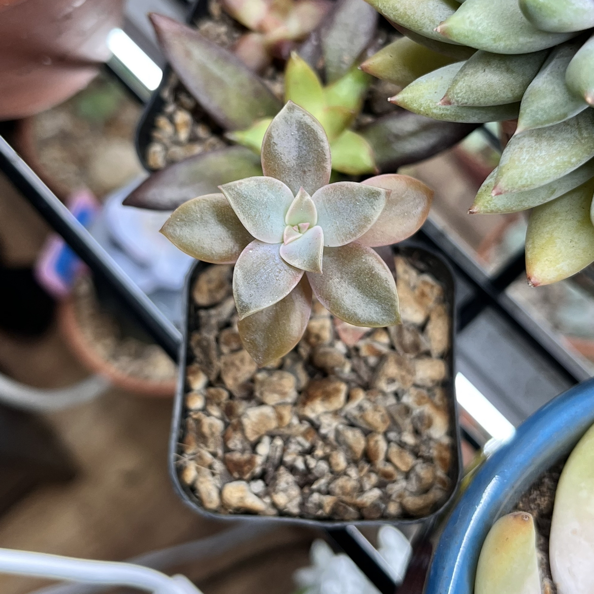 Graptoveria 'Fred Ives' succulent in a pot with rocky soil, healthy leaves.