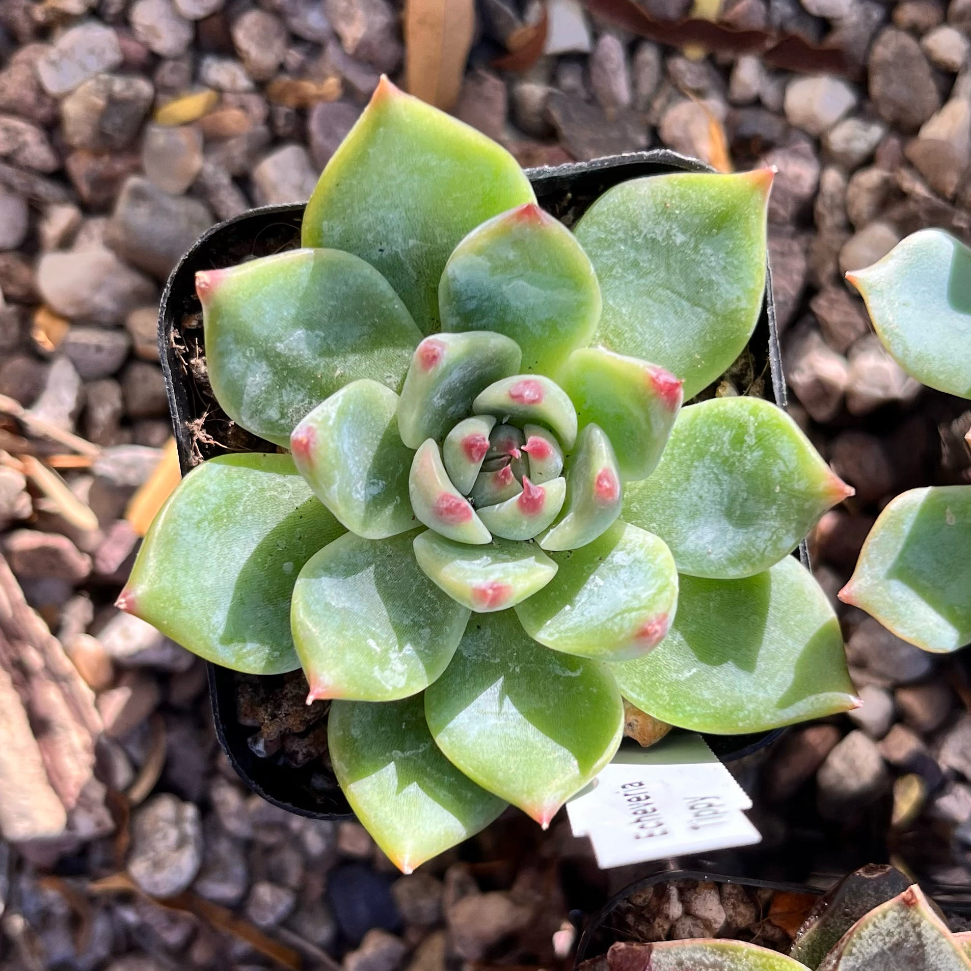 Echeveria 'Tippy' succulent with healthy rosette leaves in a pot.