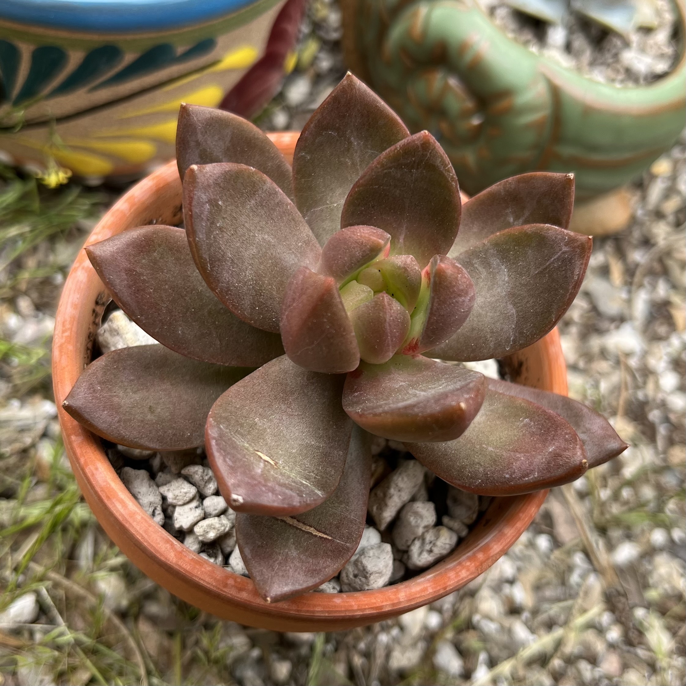 Graptosedum 'Copper Glow' succulent in a terracotta pot with gravel soil.