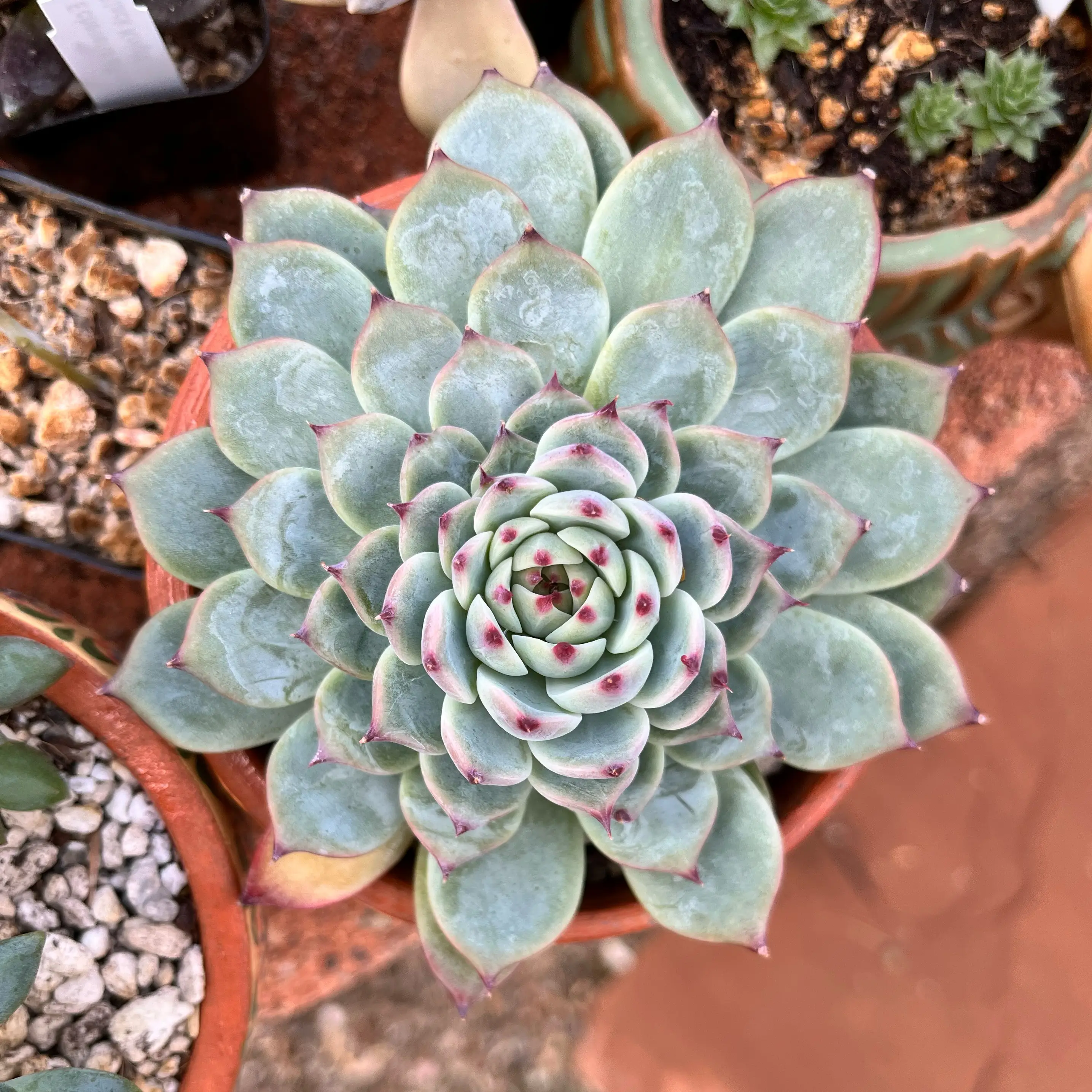 Echeveria 'Tippy' succulent with red-tipped leaves in a pot, well-framed and in focus.