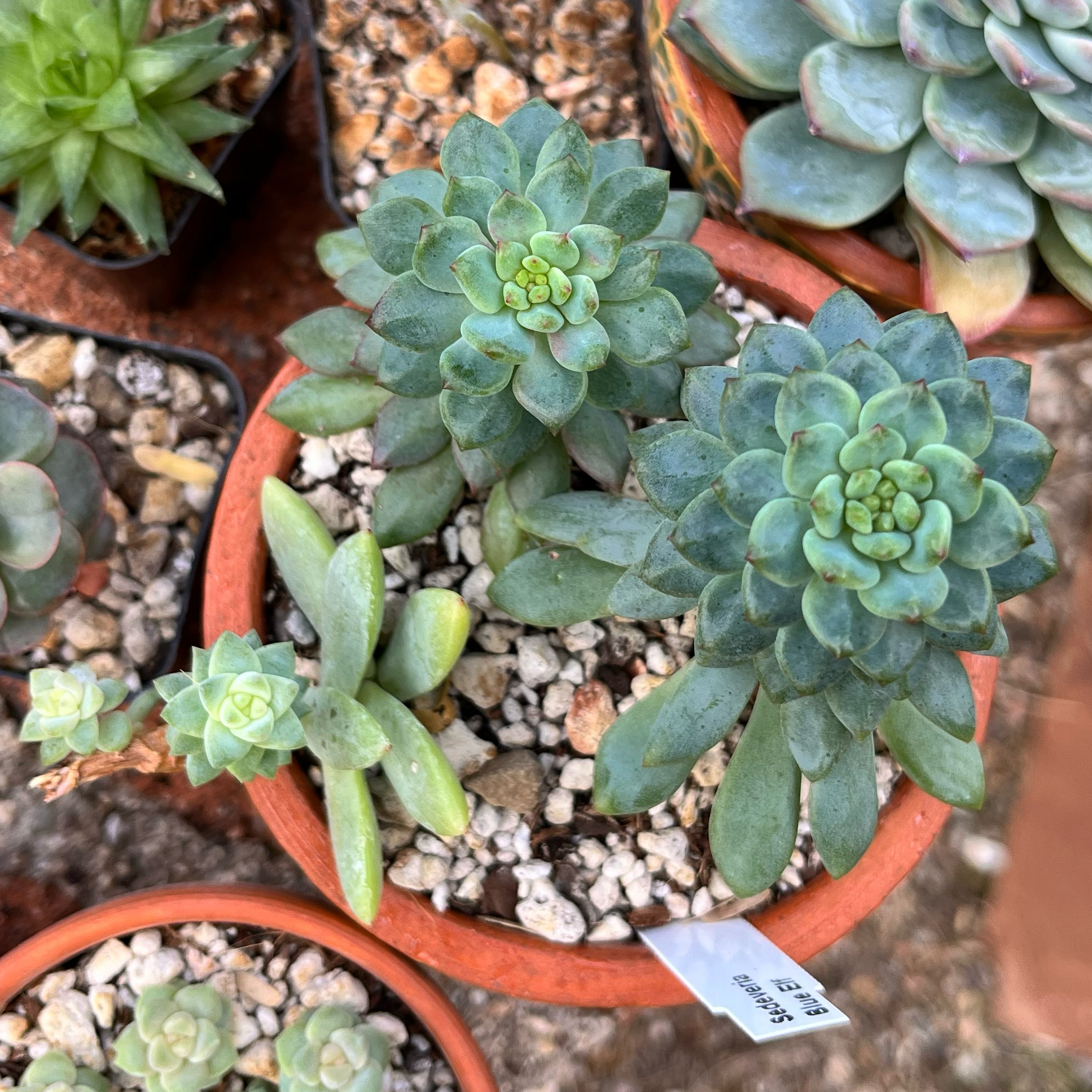Potted Sedeveria 'Blue Elf' plant with multiple rosettes and visible soil.