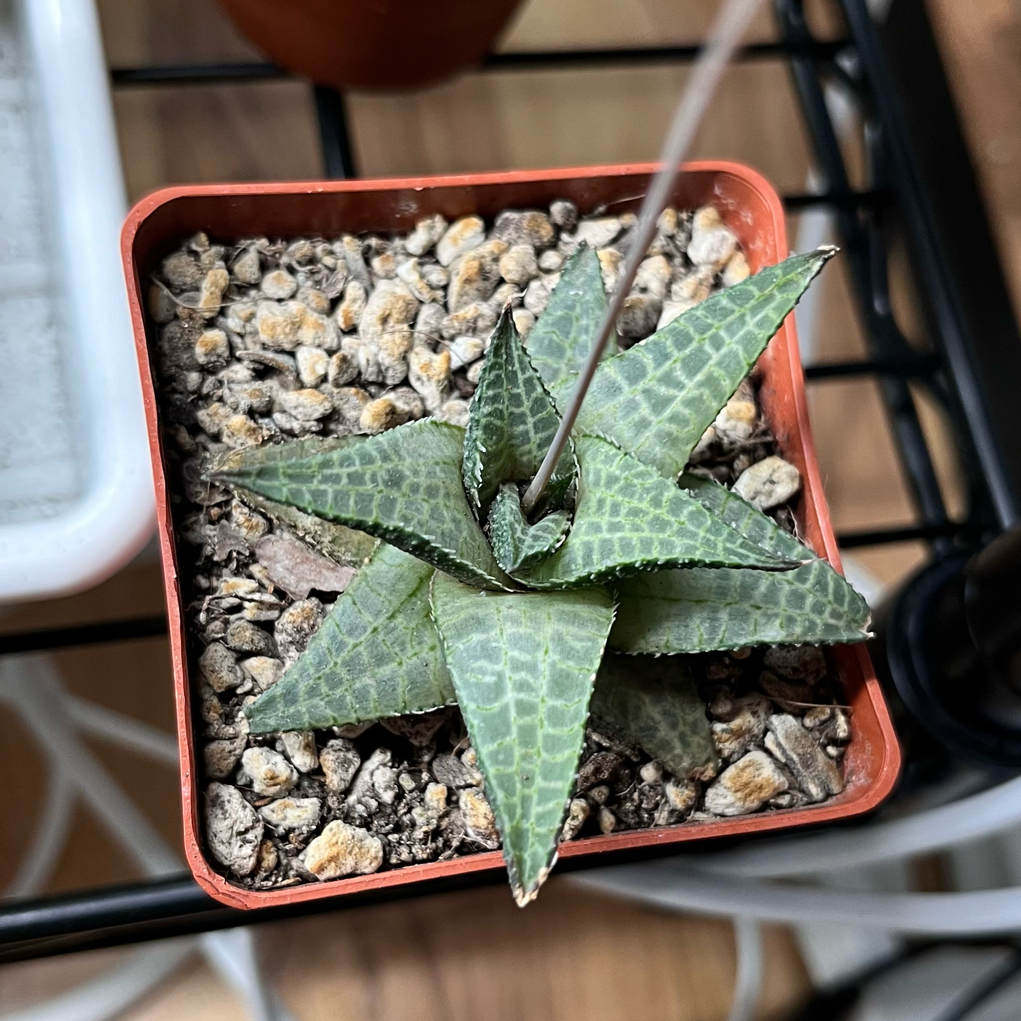 Veined Haworthia plant in a small pot with rocky soil, appearing healthy.