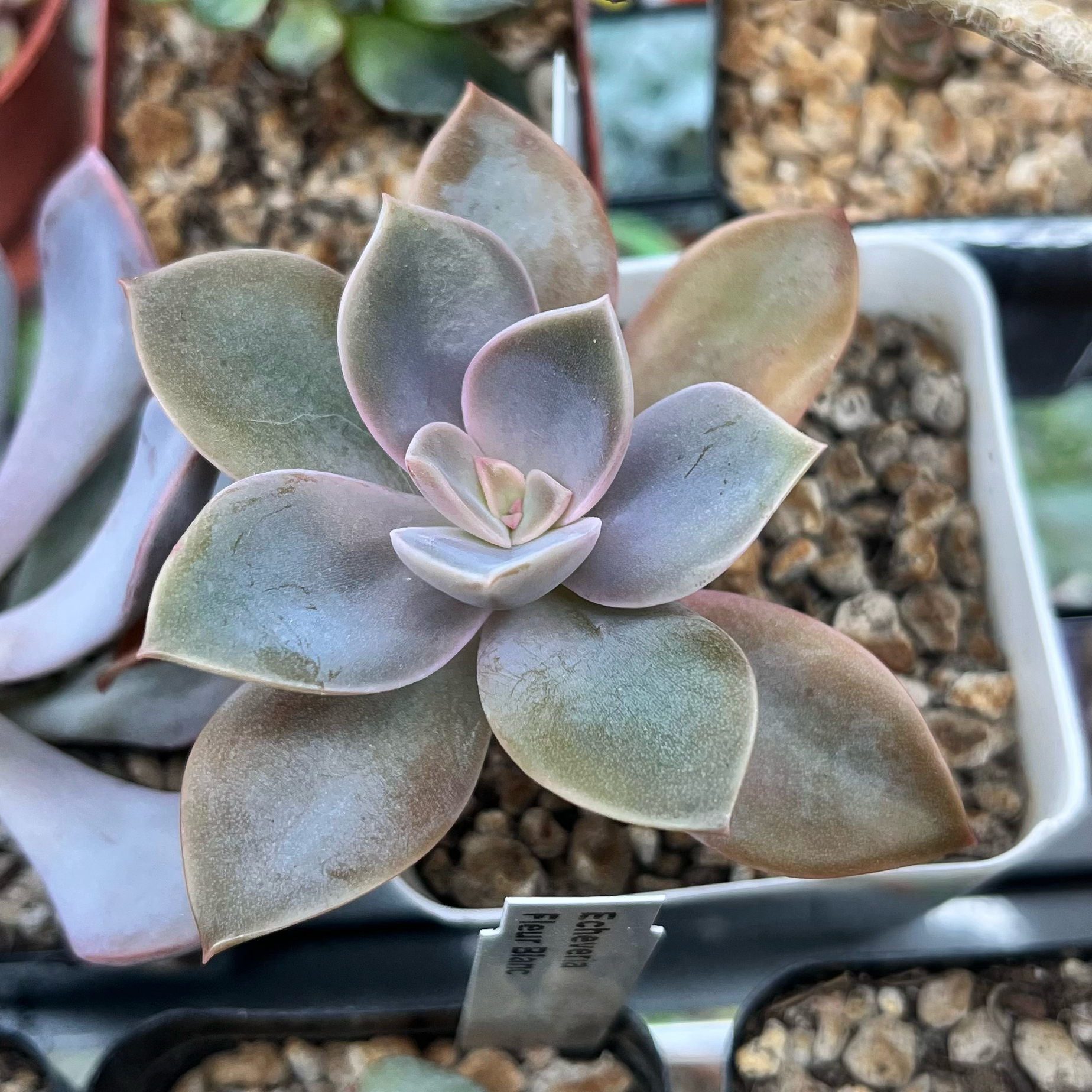 Graptoveria 'Fred Ives' succulent with gradient-colored leaves in a rosette pattern.