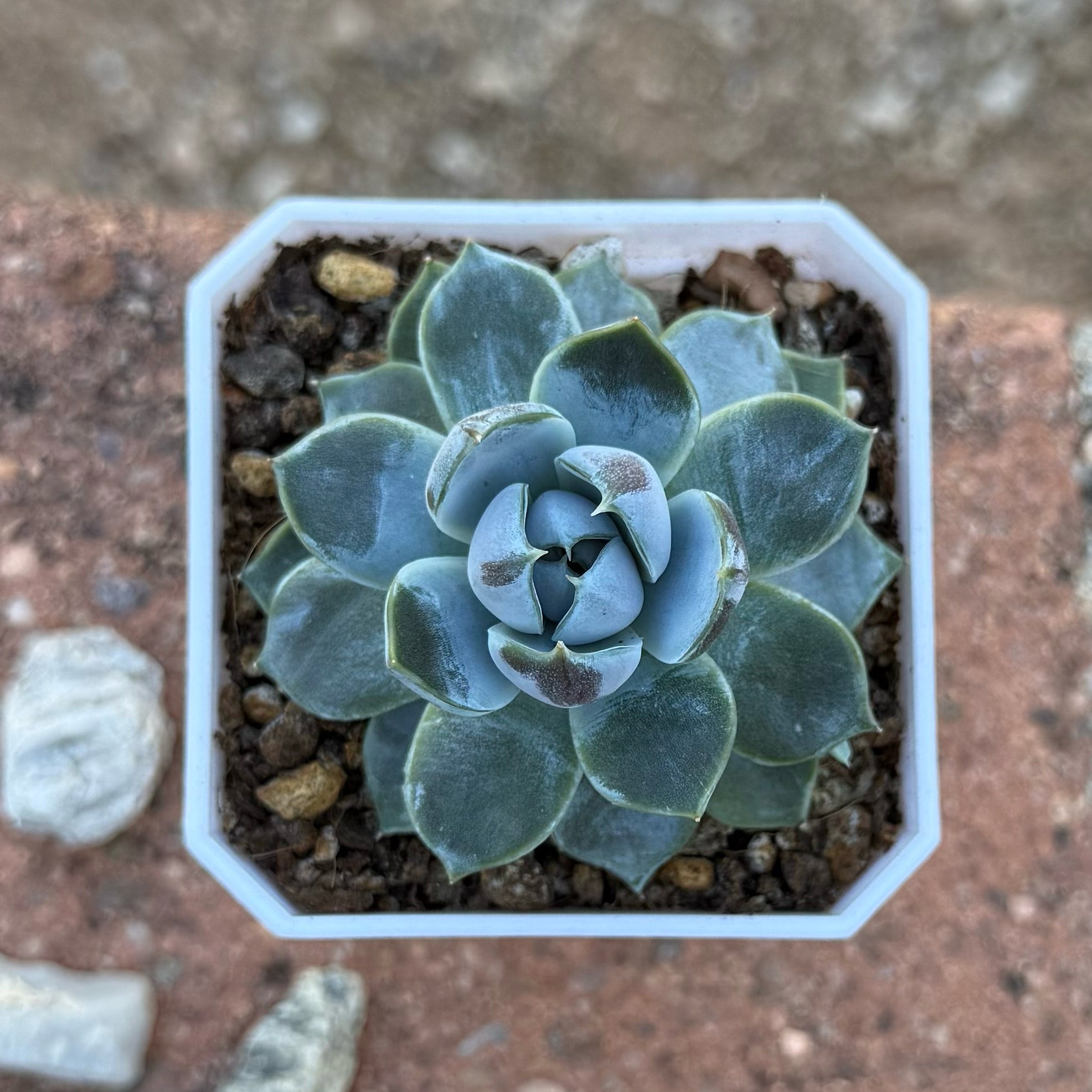 Y2FyZS1wbGFudC1wcm9maWxlL3VzZX