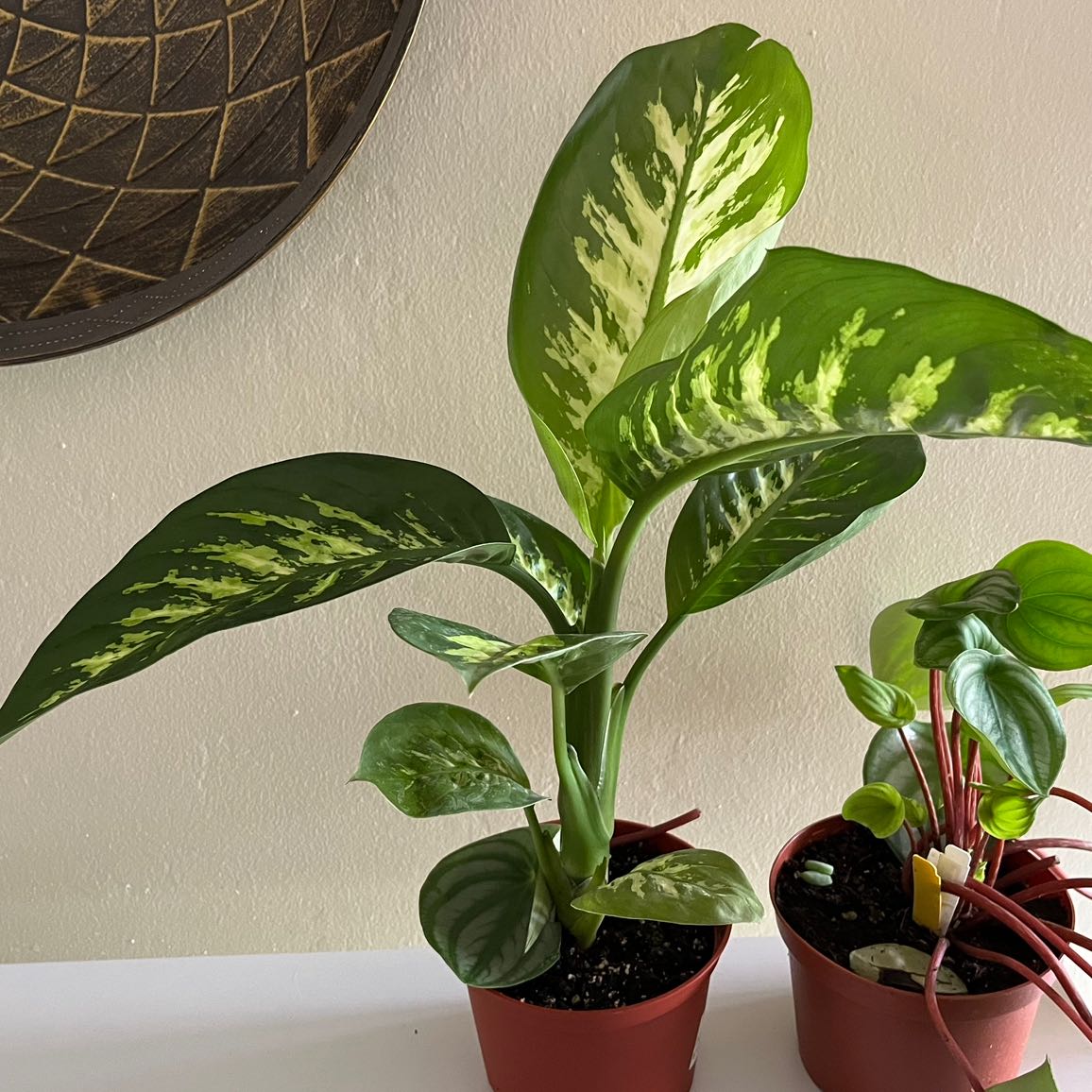Healthy Dumbcane Tropic Snow plant with vibrant variegated leaves in a pot.