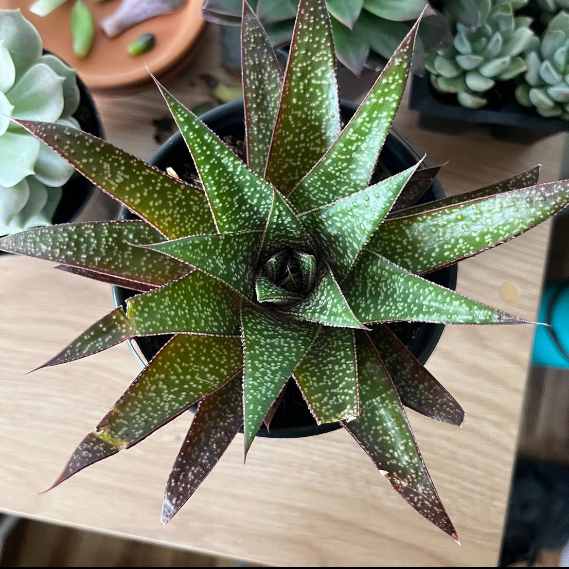Top view of a healthy Gasteraloe 'Flow' plant in a pot with visible soil.