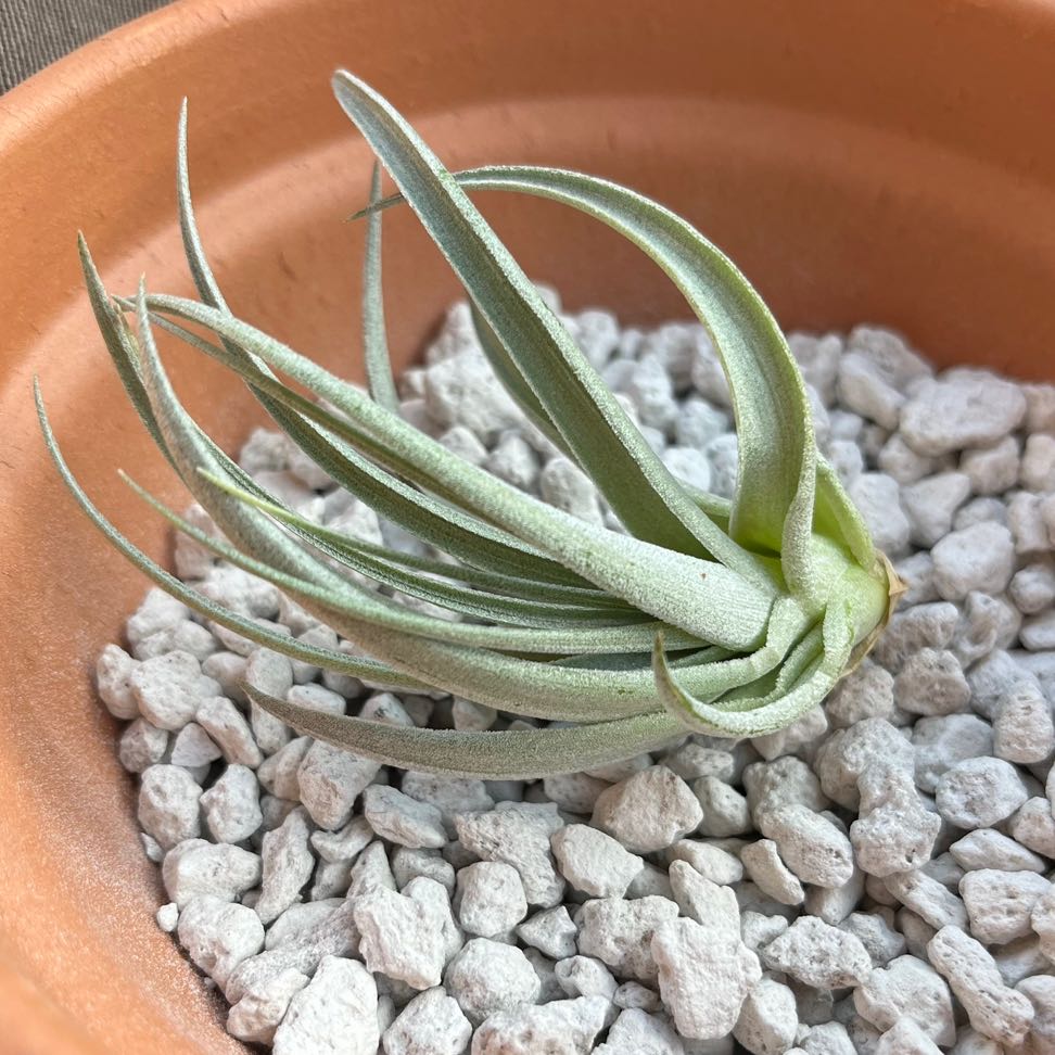 Tillandsia Erubescens plant in a pot with white, rocky substrate.