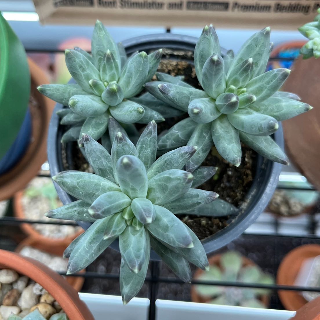 Pachyveria Little Jewel plant with multiple rosettes in a pot, well-framed and healthy.