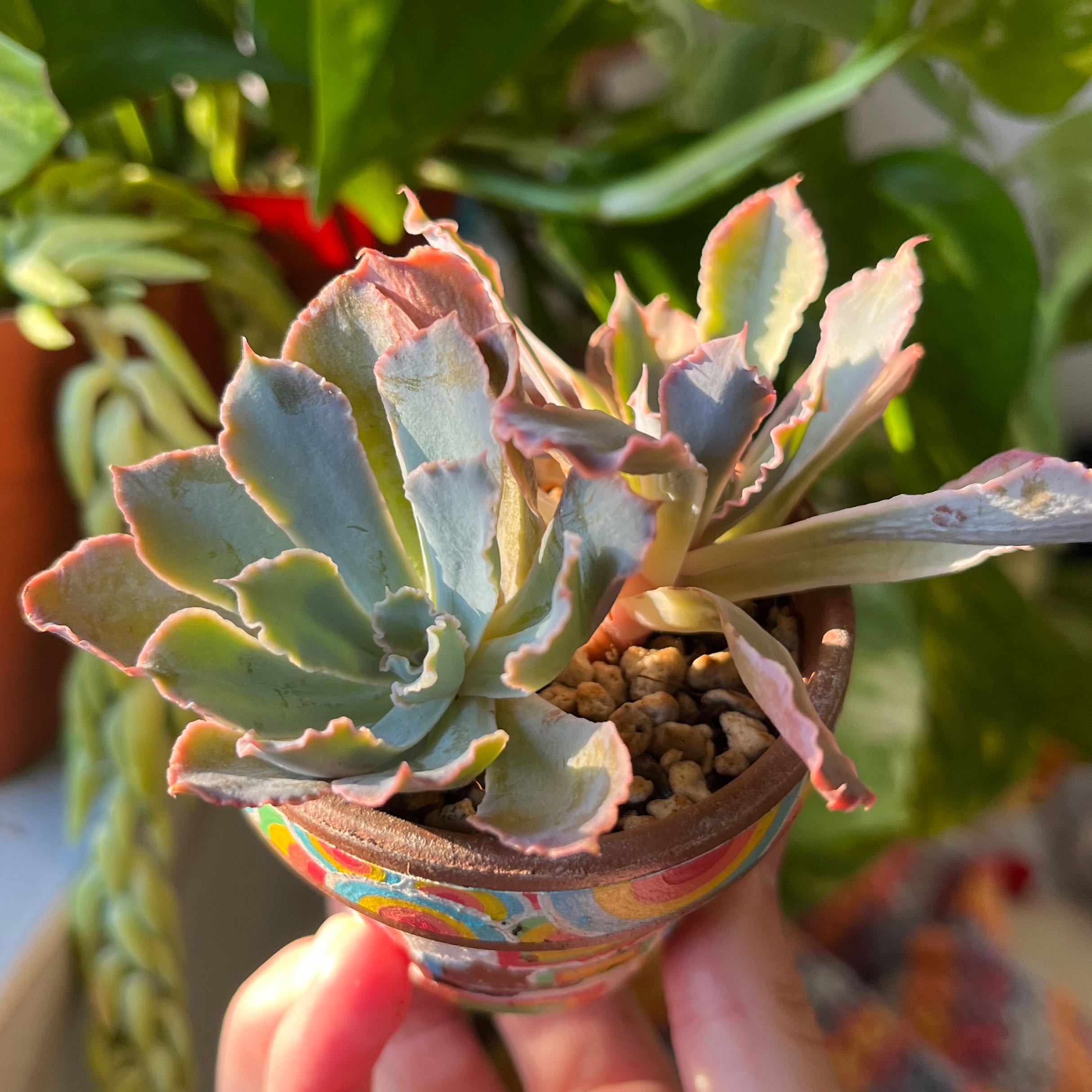 Echeveria 'Blue Heron' succulent in a colorful pot with blue-green leaves and pinkish edges.