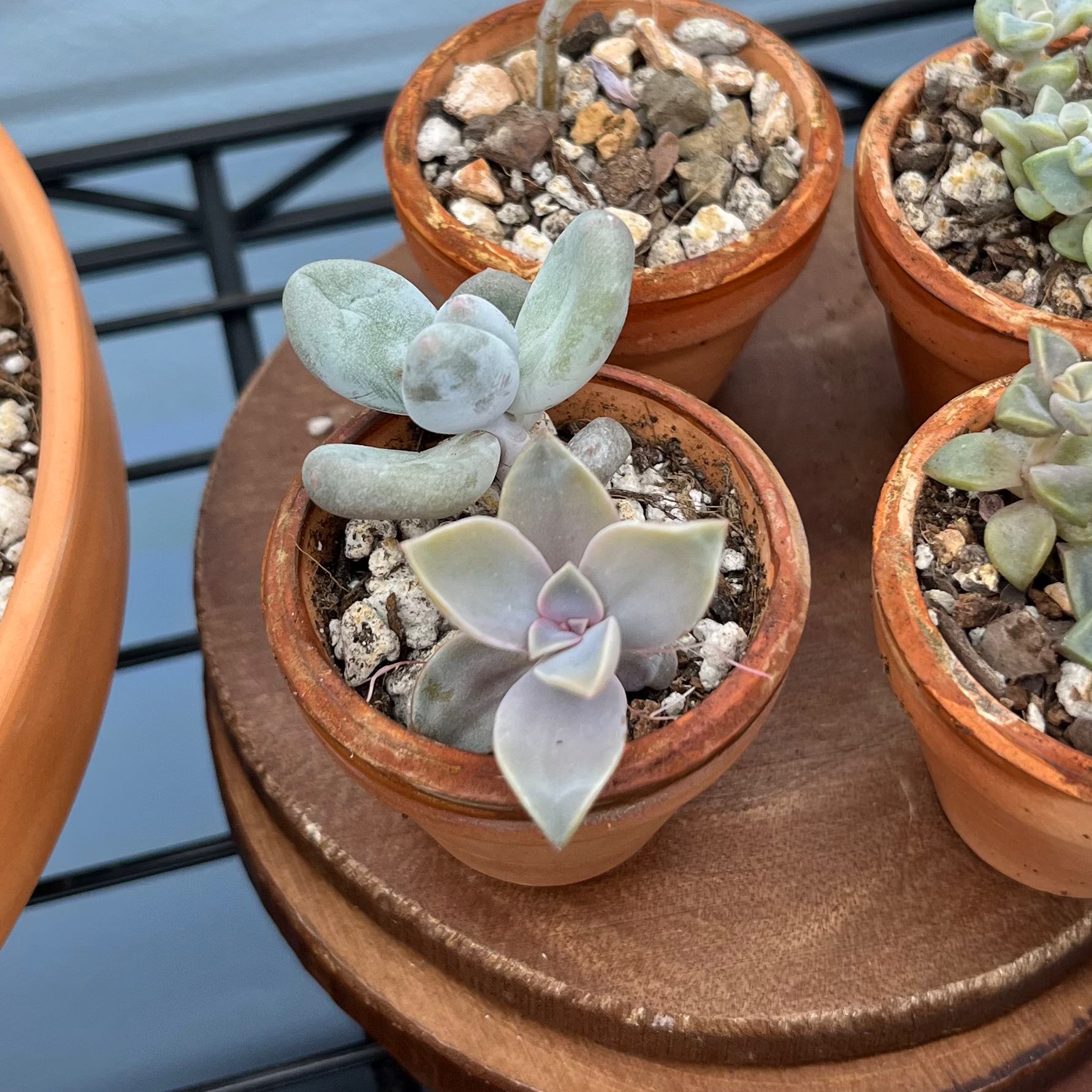 Small Graptoveria 'Fred Ives' succulent in a terracotta pot with visible soil.