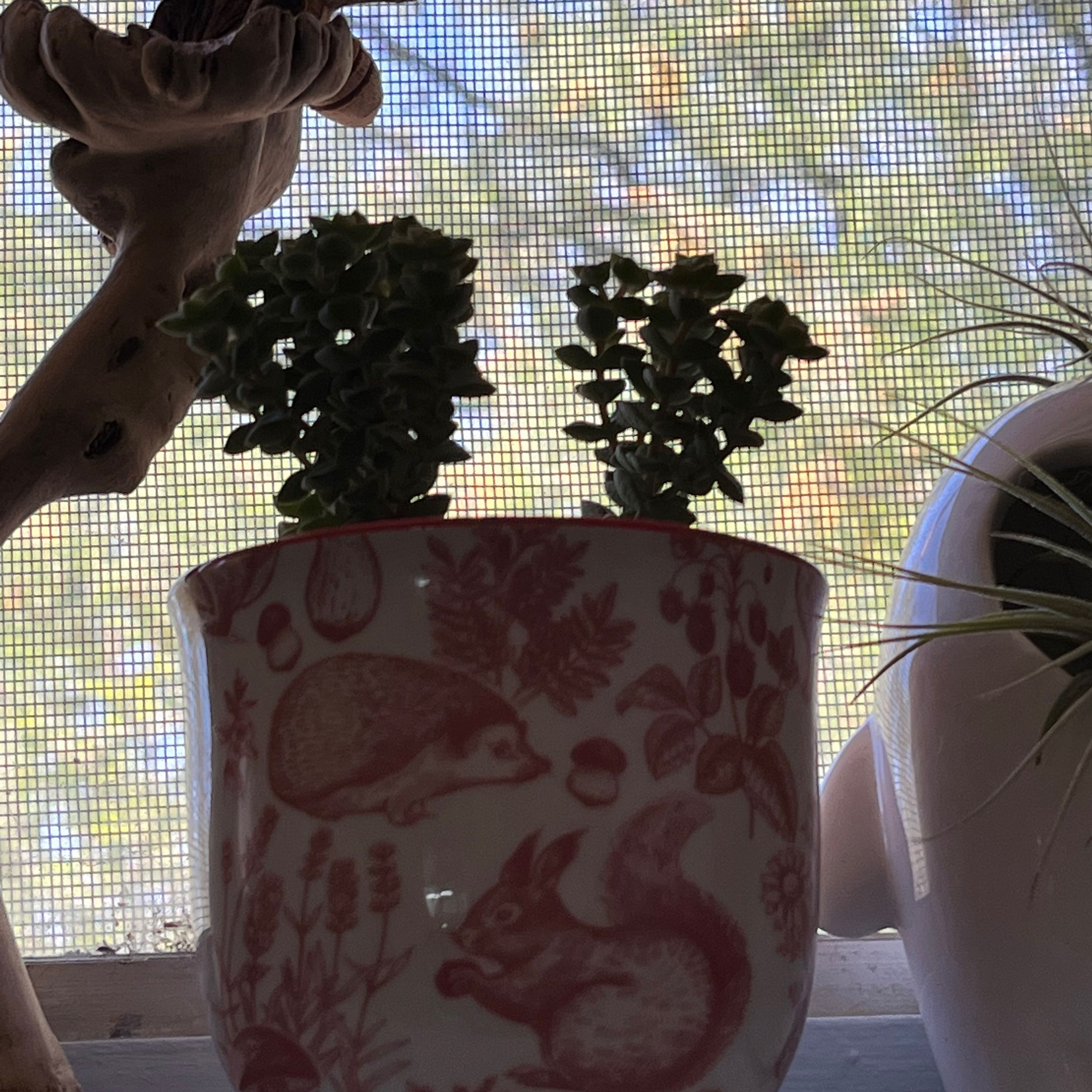 Tom Thumb plant in a decorative pot with squirrel and hedgehog design, against a mesh screen background.