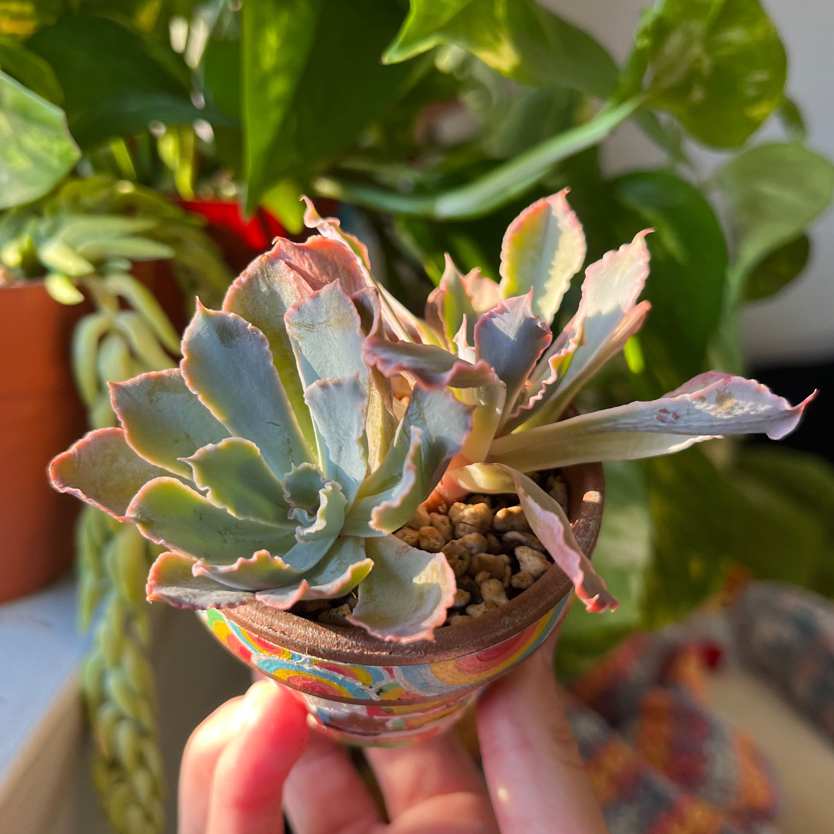 Echeveria 'Blue Heron' succulent in a colorful pot, held by a hand.