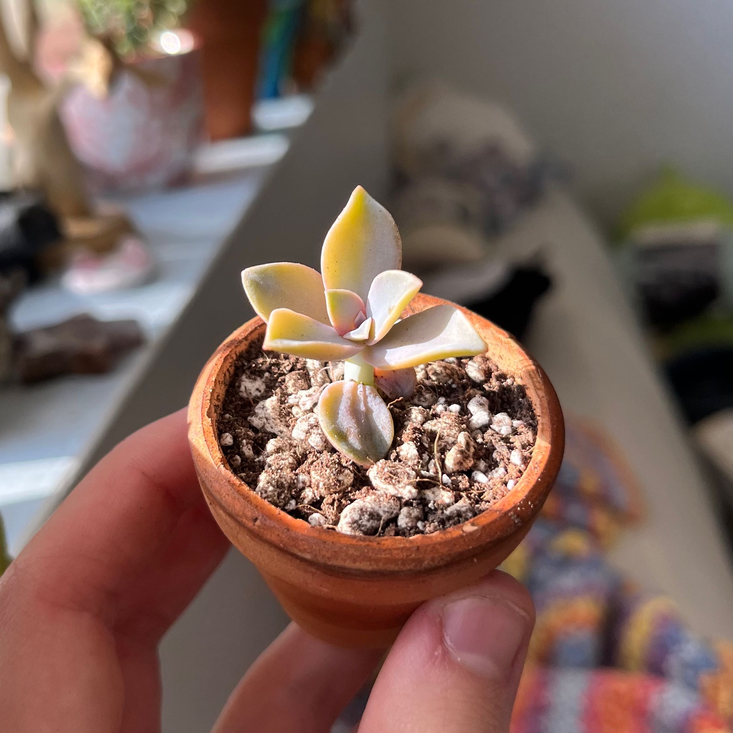 Graptoveria 'Fred Ives' succulent in a small terracotta pot with visible soil and some leaf discoloration.